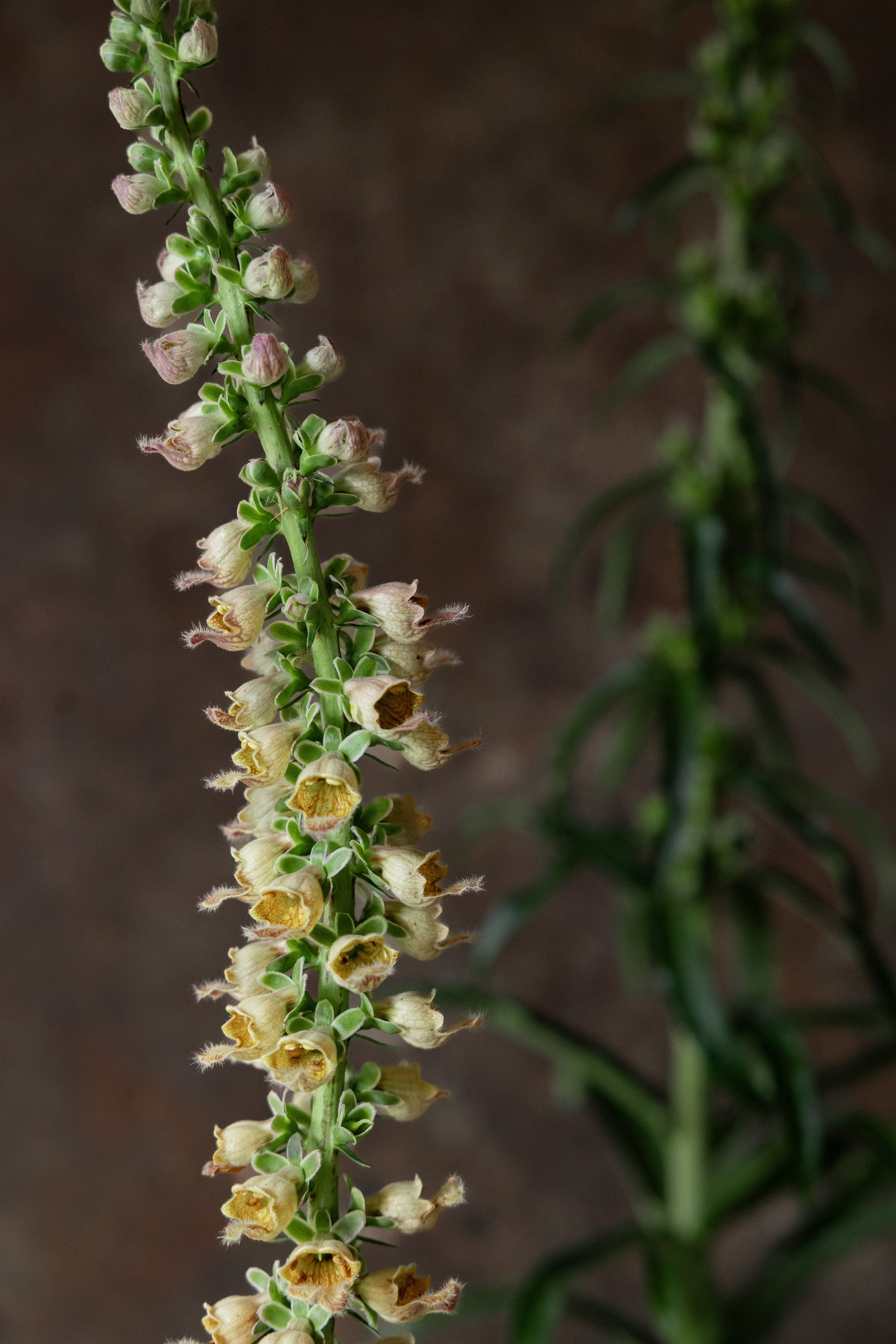 Fingerbøl 'Ferrugiana' Seed 