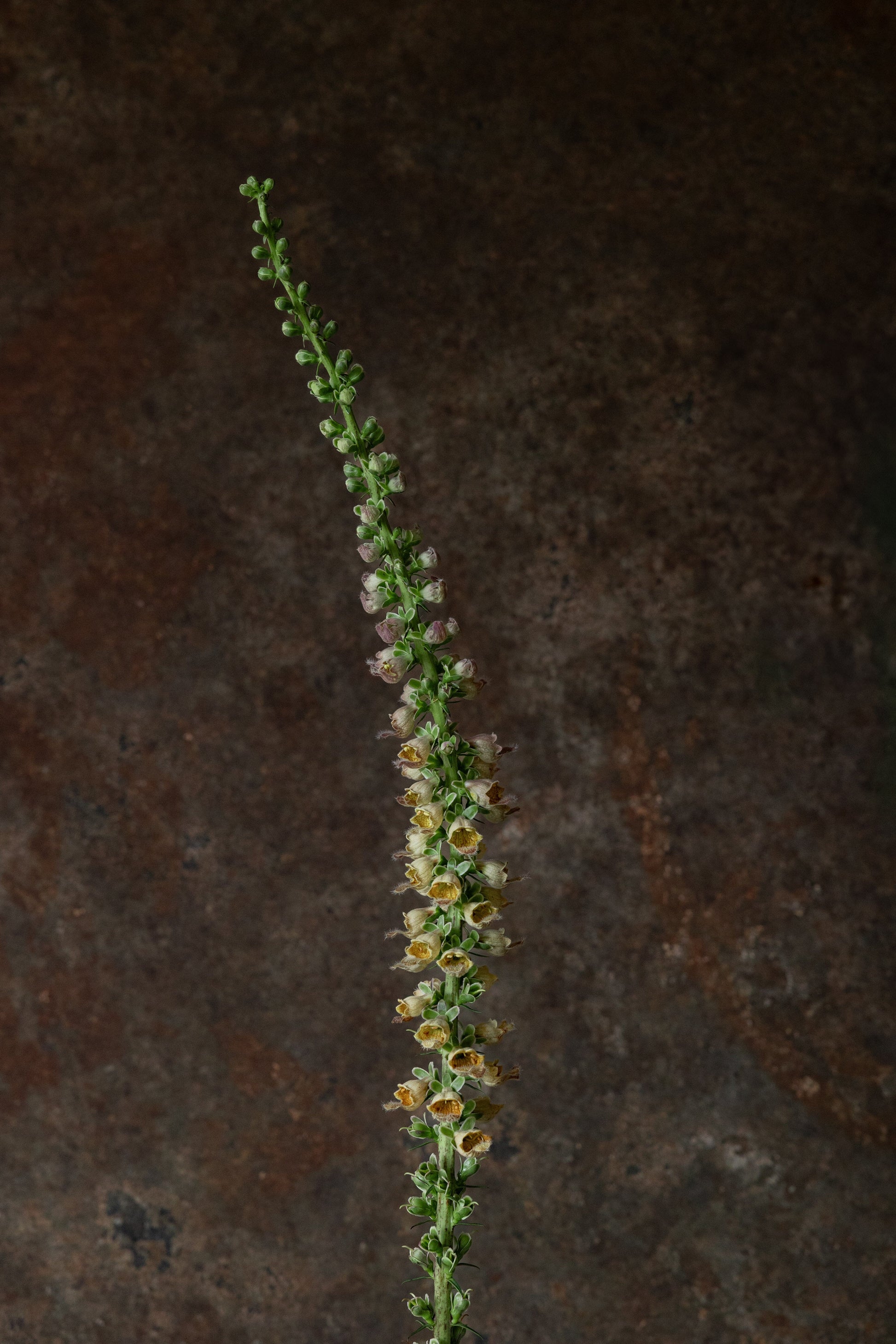 Fingerbøl 'Ferrugiana' Seed 