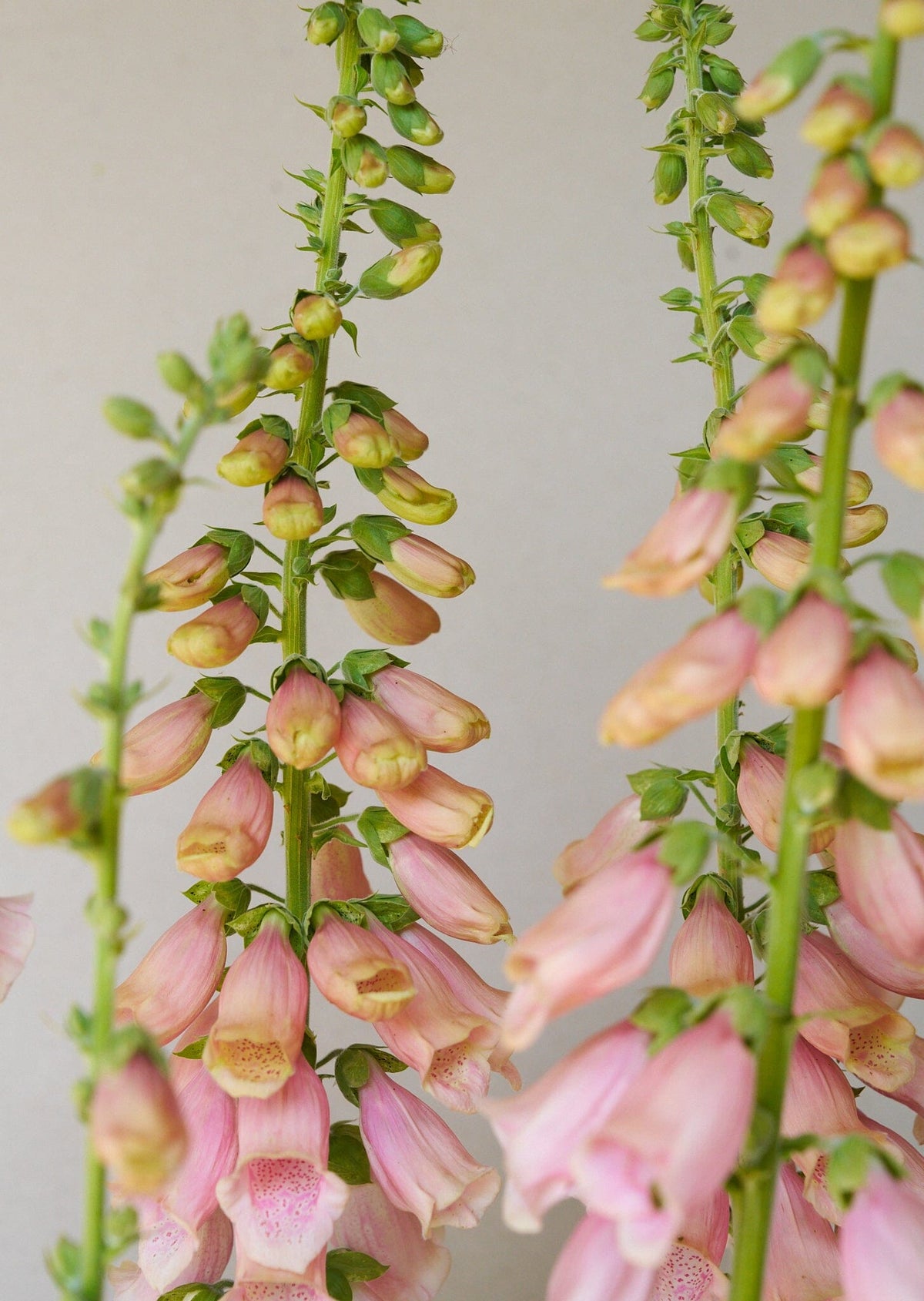Fingerbøl 'Sutton's Apricot' Seed 