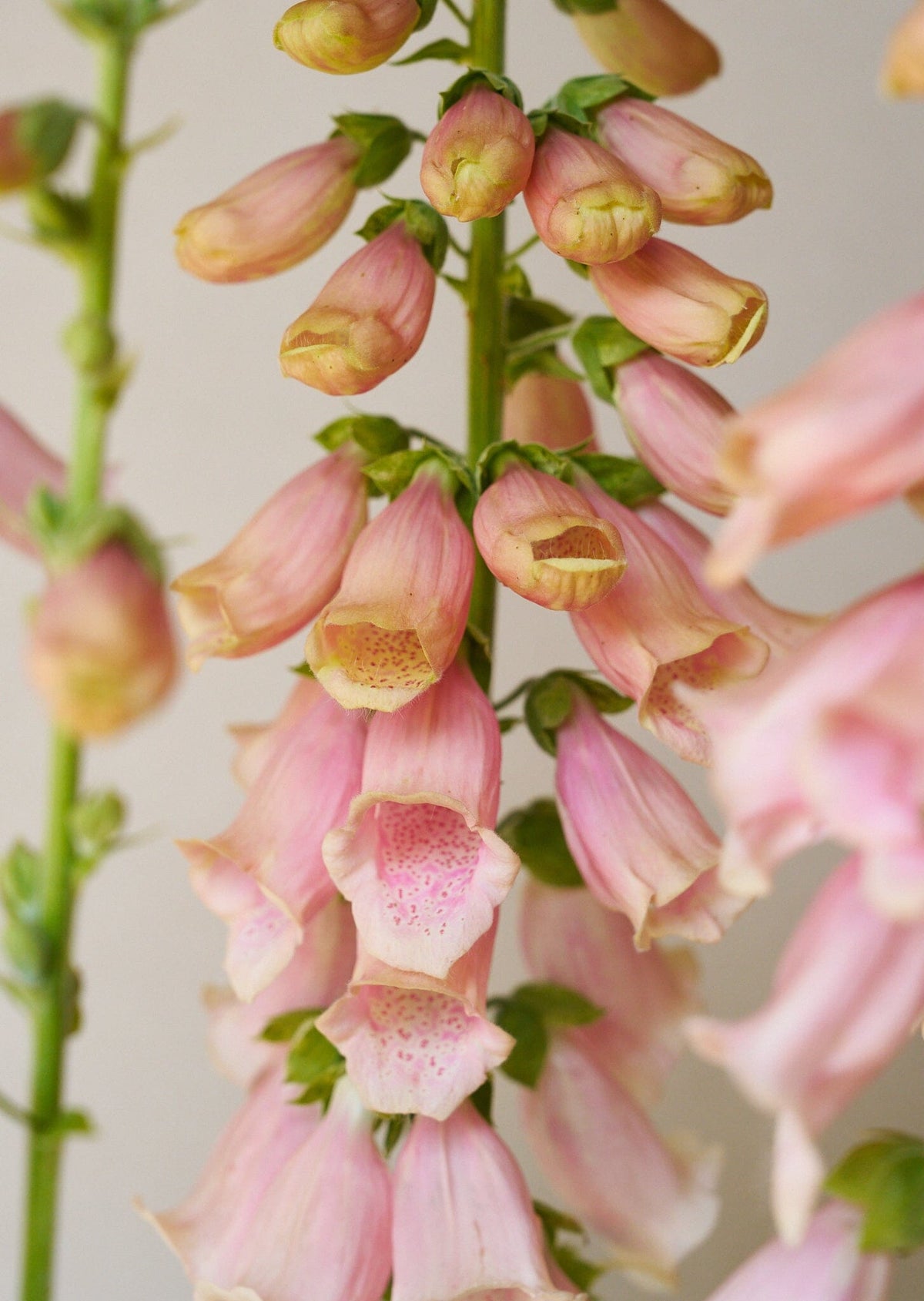 Fingerbøl 'Sutton's Apricot' Seed 