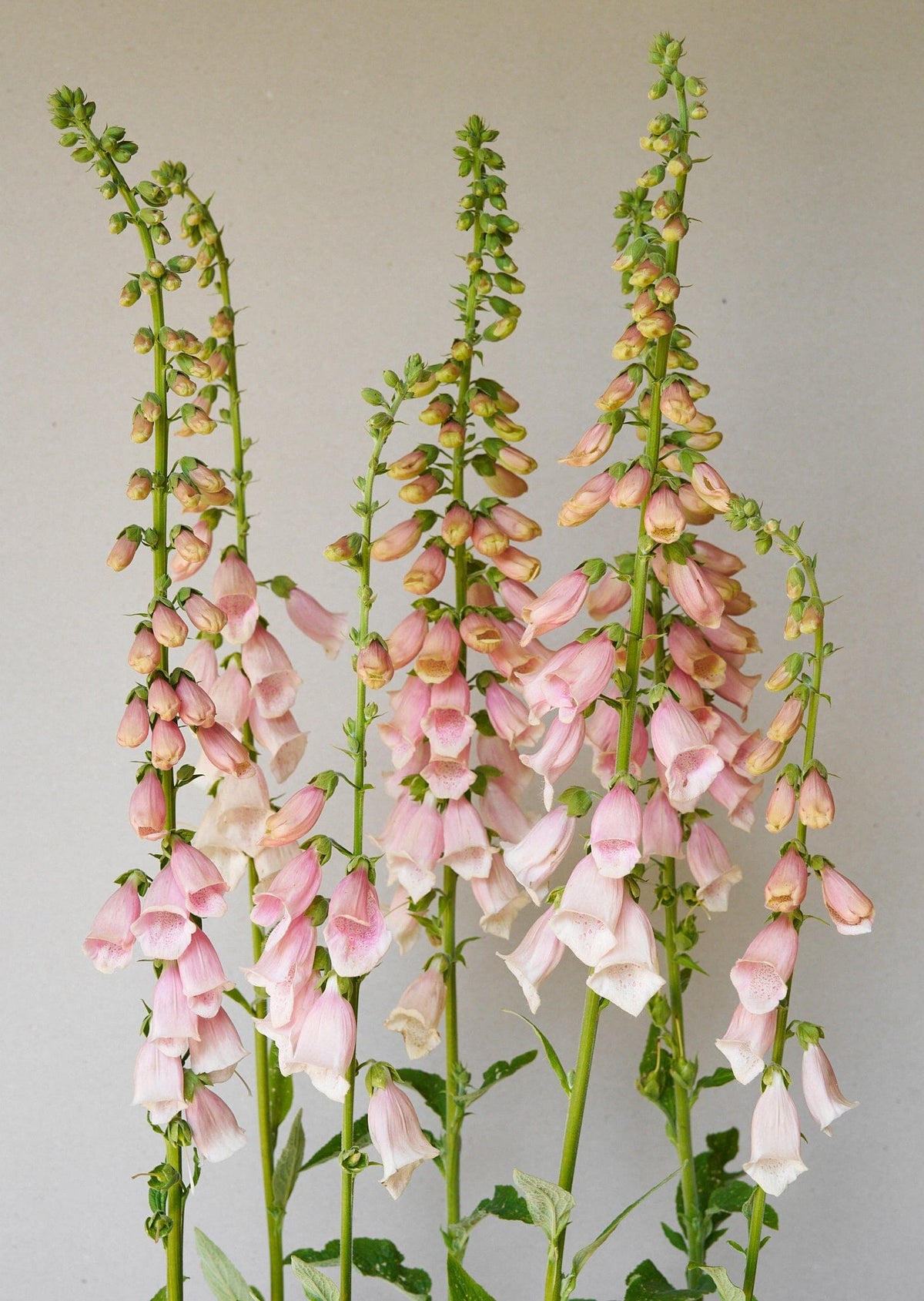 Fingerbøl 'Sutton's Apricot' Seed 