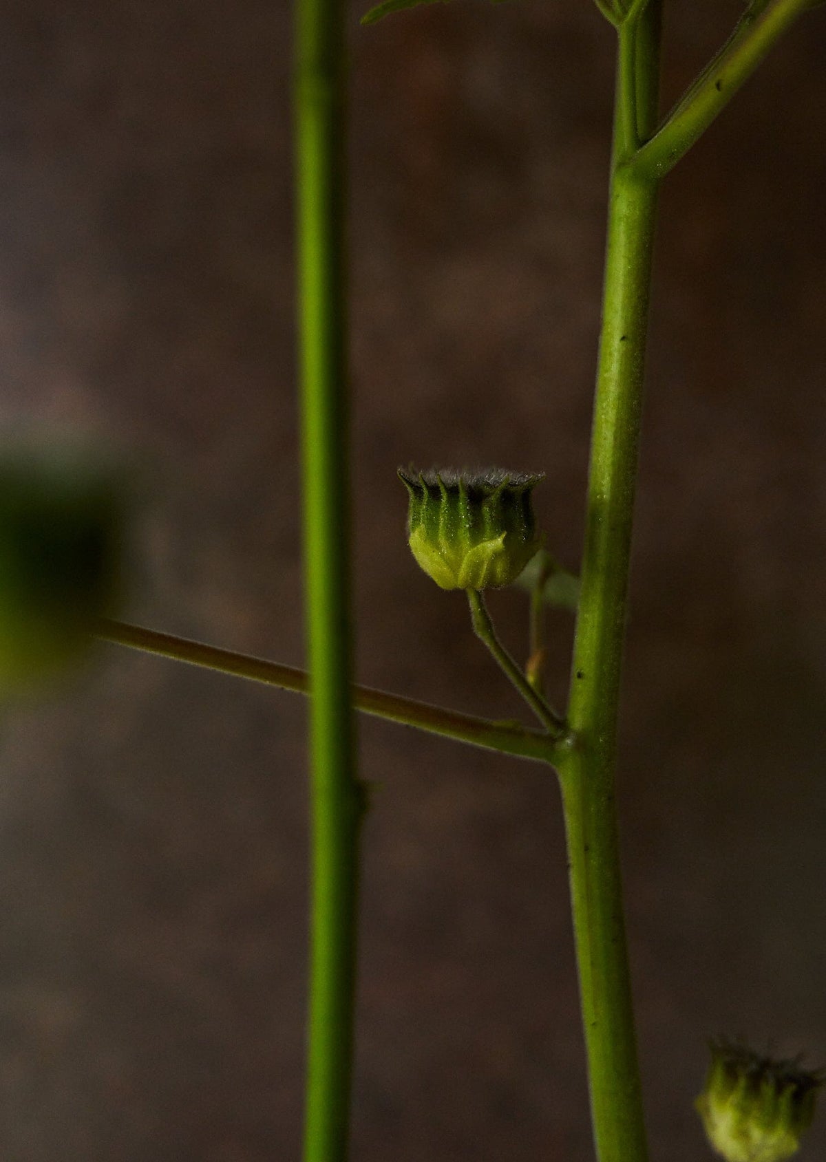 Fløjlsblad/Abutilon muller Seed 