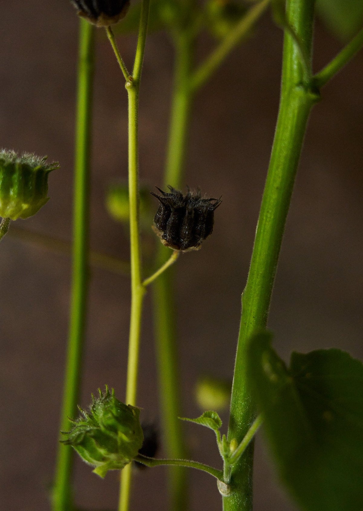 Fløjlsblad/Abutilon muller Seed 