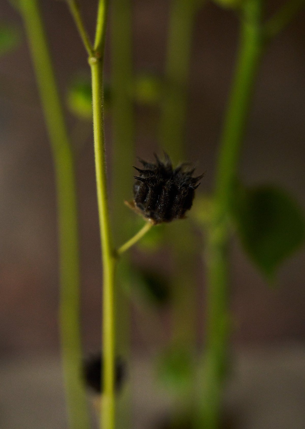 Fløjlsblad/Abutilon muller Seed 