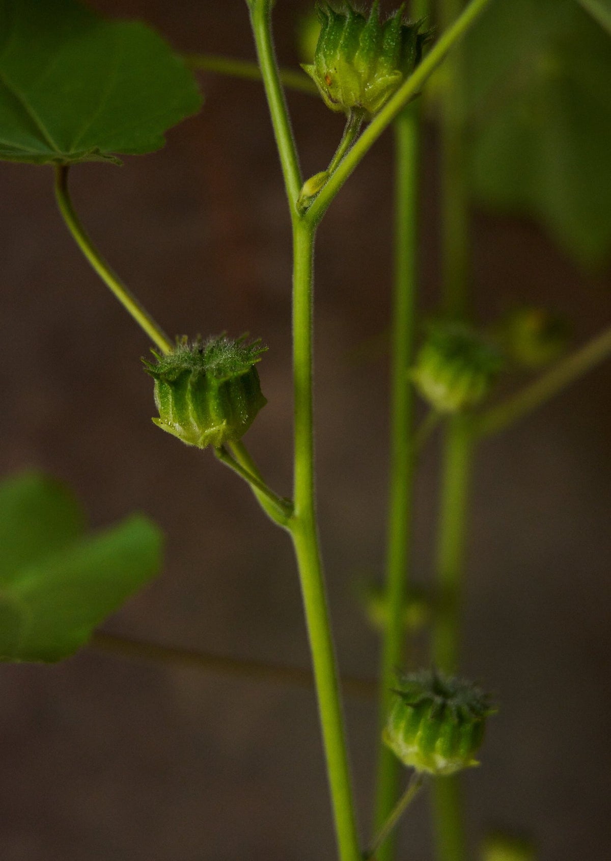 Fløjlsblad/Abutilon muller Seed 