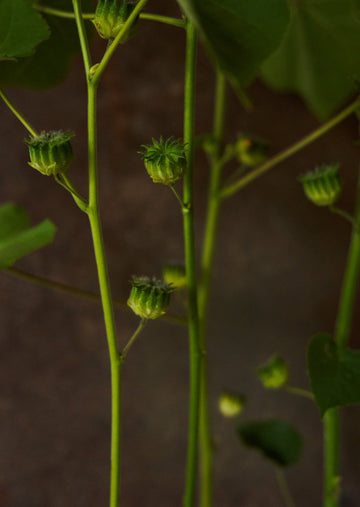 Fløjlsblad/Abutilon muller Seed 