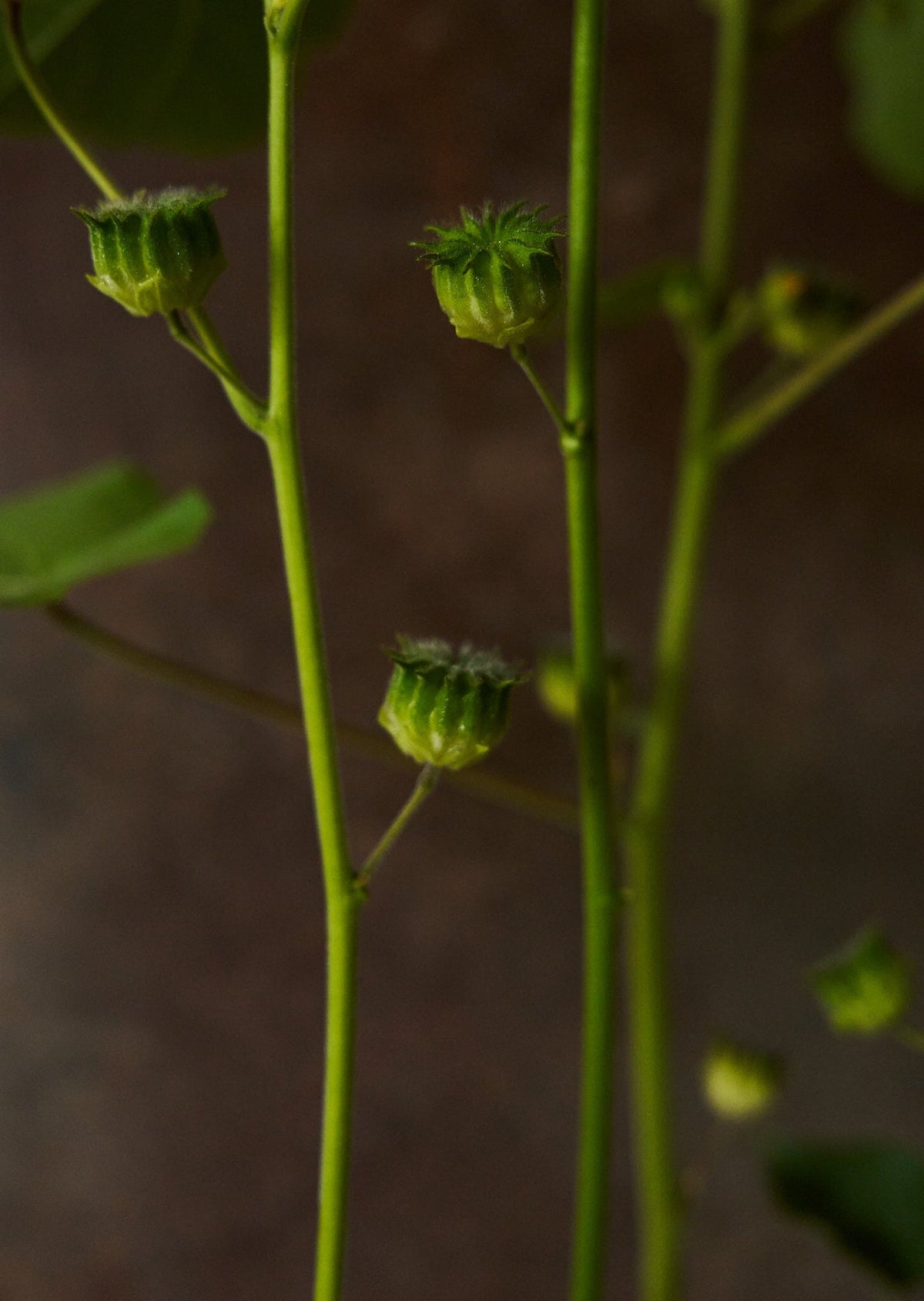 Fløjlsblad/Abutilon muller Seed 