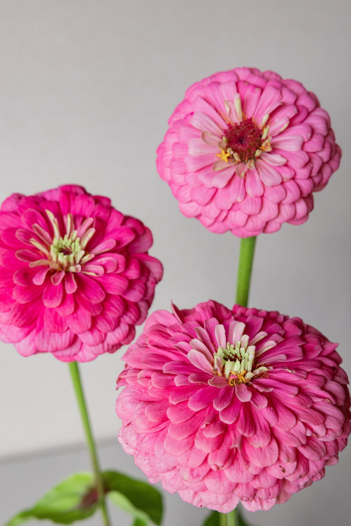 Frøkenhat 'Benary's Giant Bright Pink' Seed 