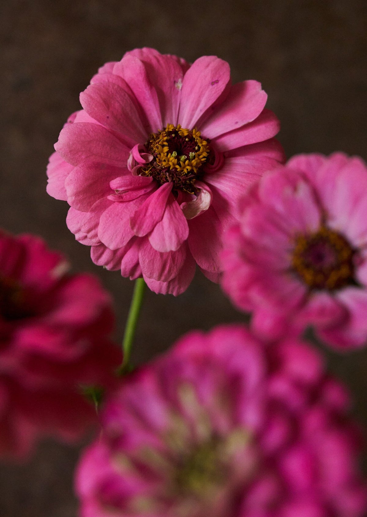 Frøkenhat 'Benary's Giant Bright Pink' Seed 