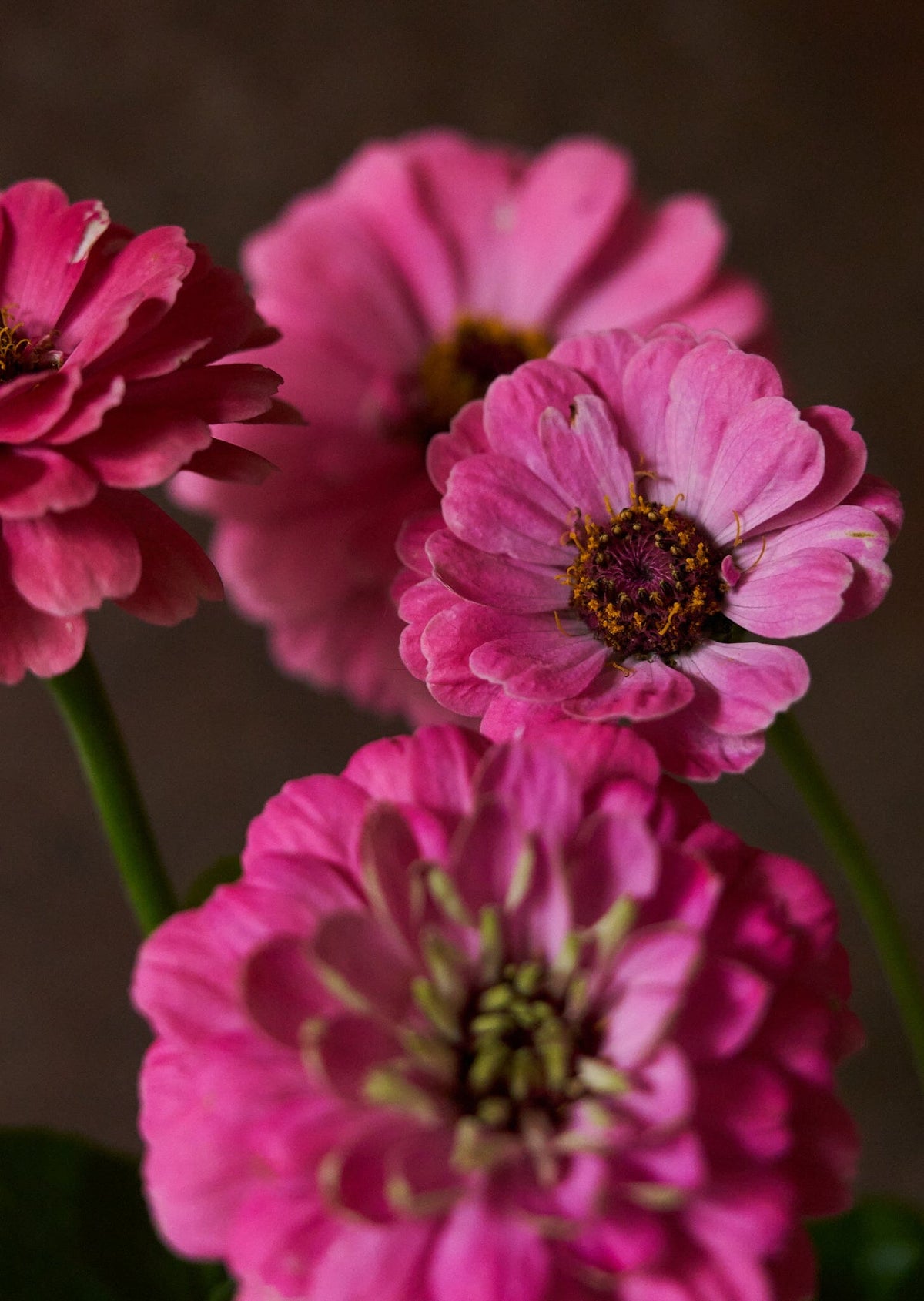 Frøkenhat 'Benary's Giant Bright Pink' Seed 