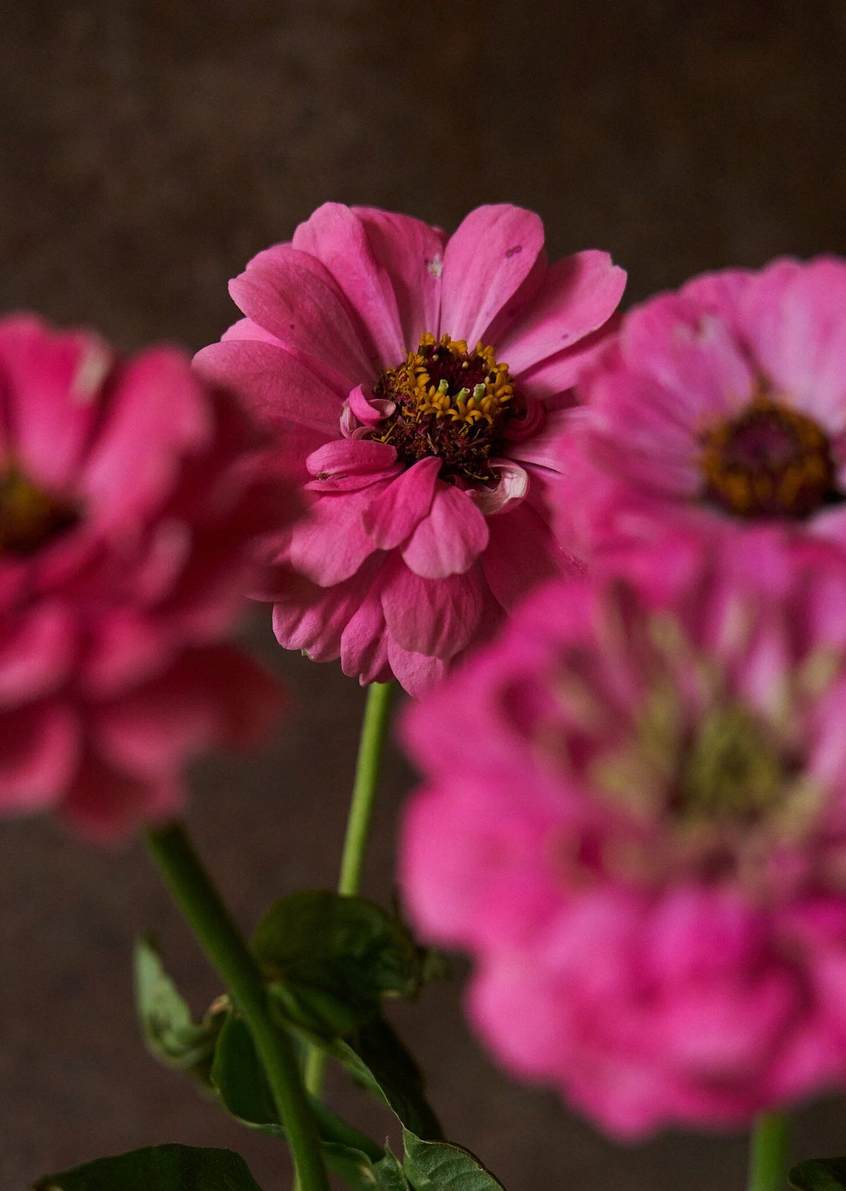 Frøkenhat 'Benary's Giant Bright Pink' Seed 