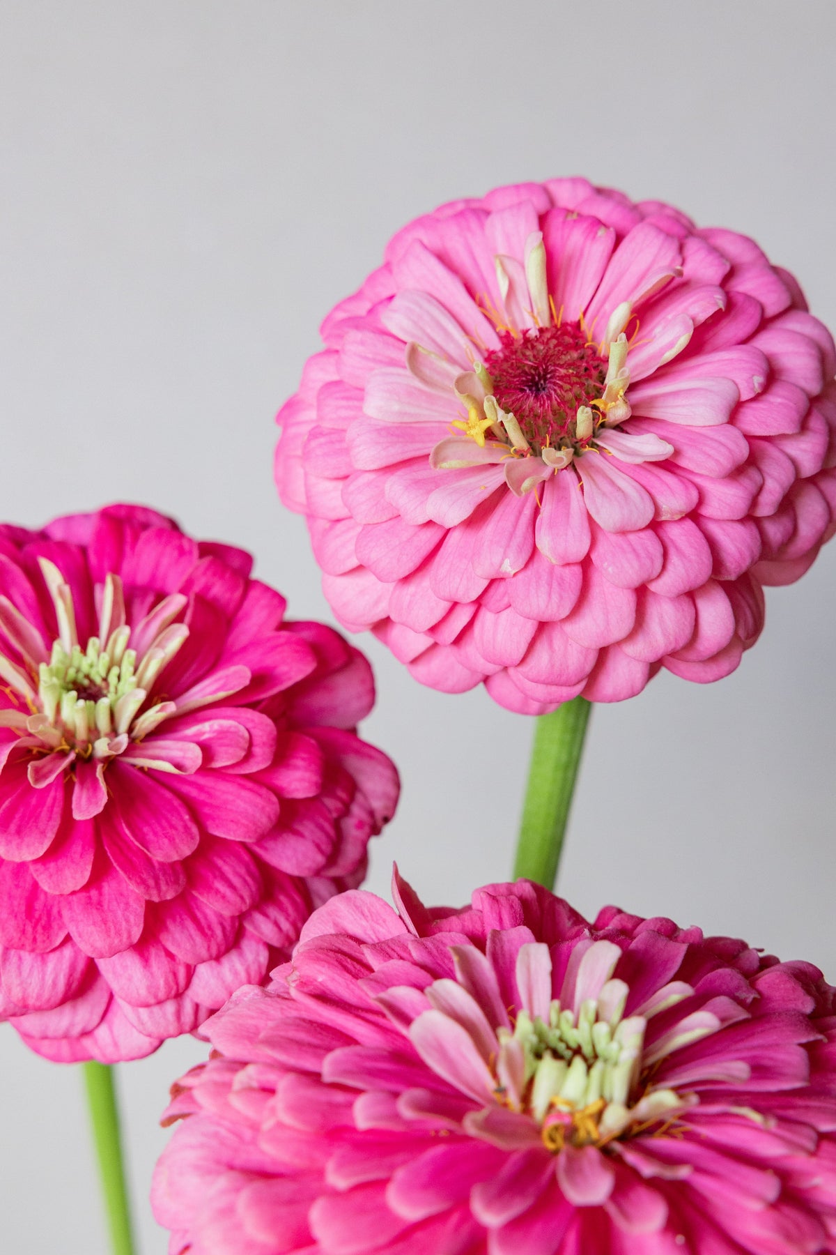 Frøkenhat 'Benary's Giant Bright Pink' Seed 