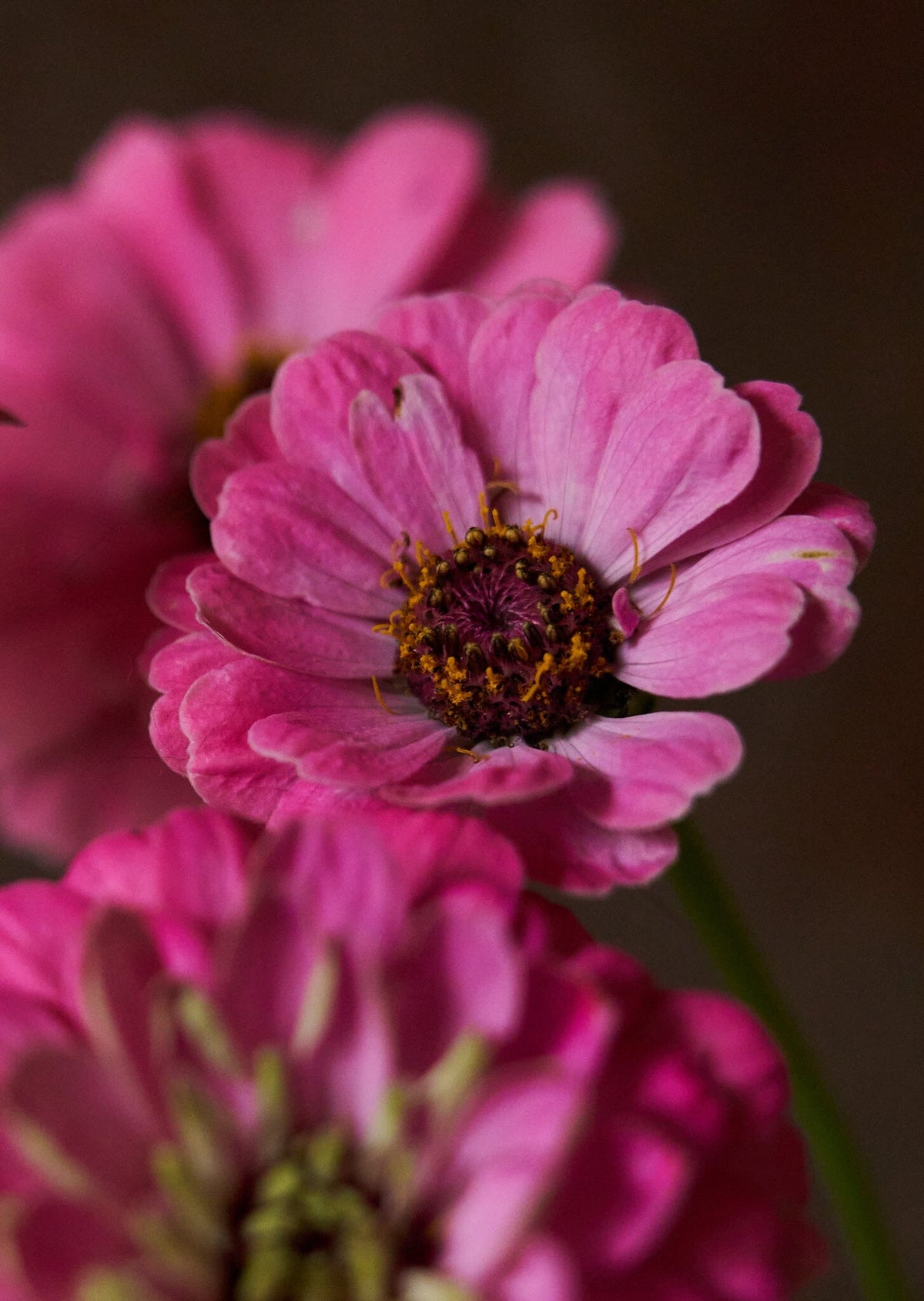 Frøkenhat 'Benary's Giant Bright Pink' Seed 