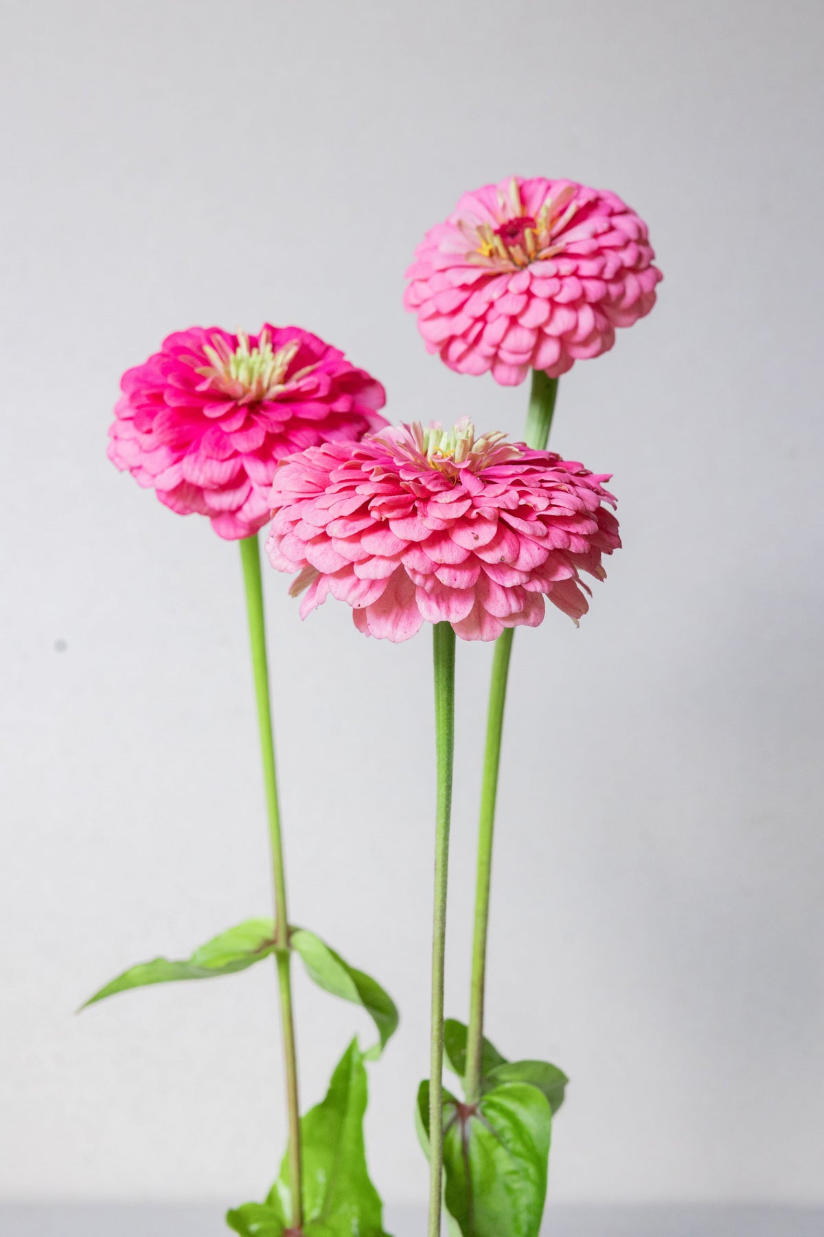 Frøkenhat 'Benary's Giant Bright Pink' Seed 