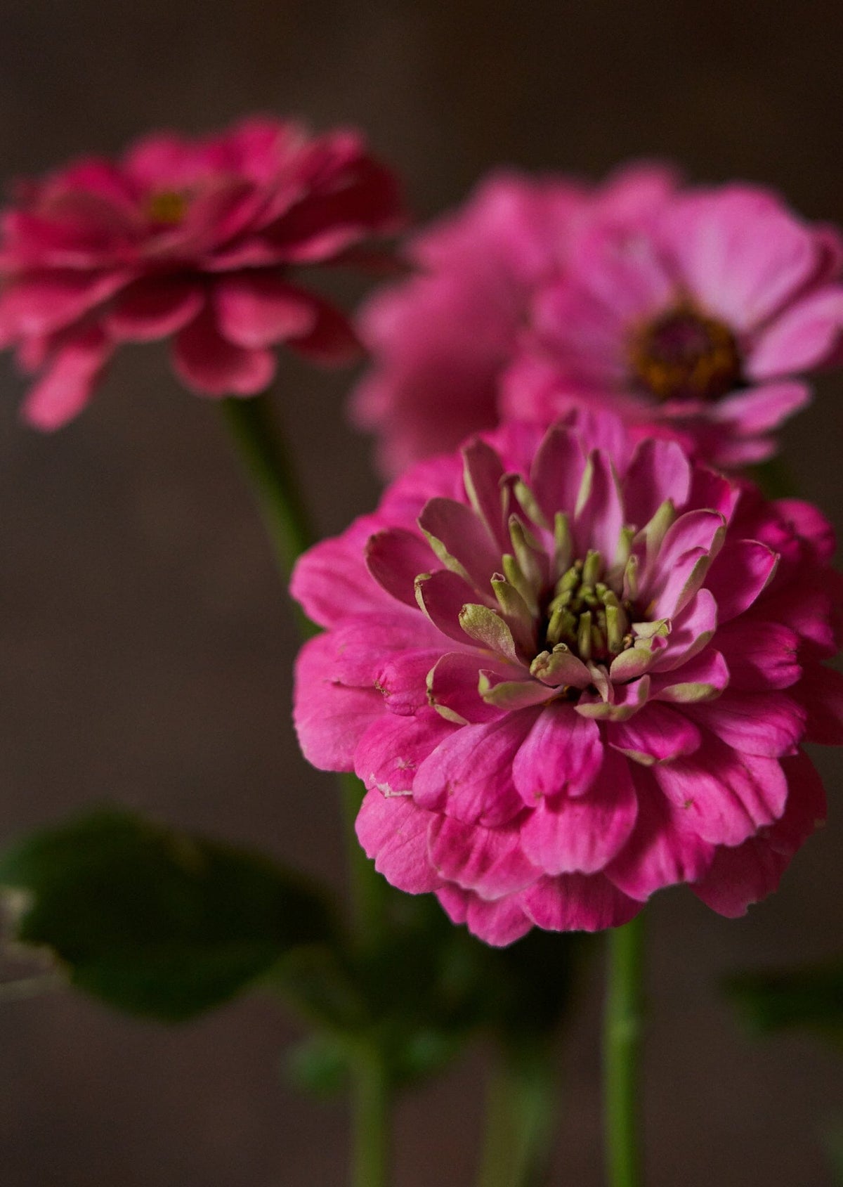 Frøkenhat 'Benary's Giant Bright Pink' Seed 