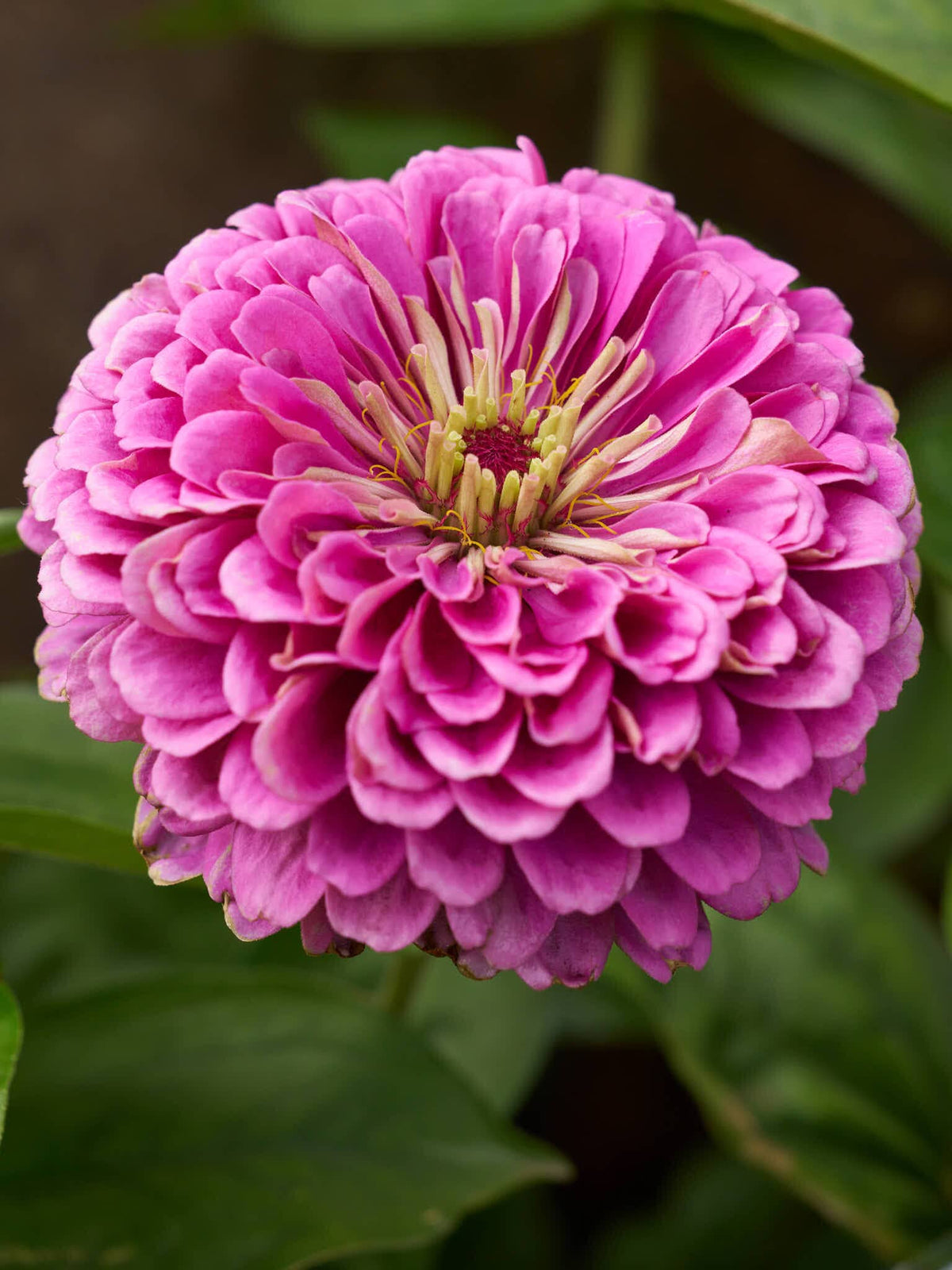 Frøkenhat 'Benary's Giant Lilac' Seed 