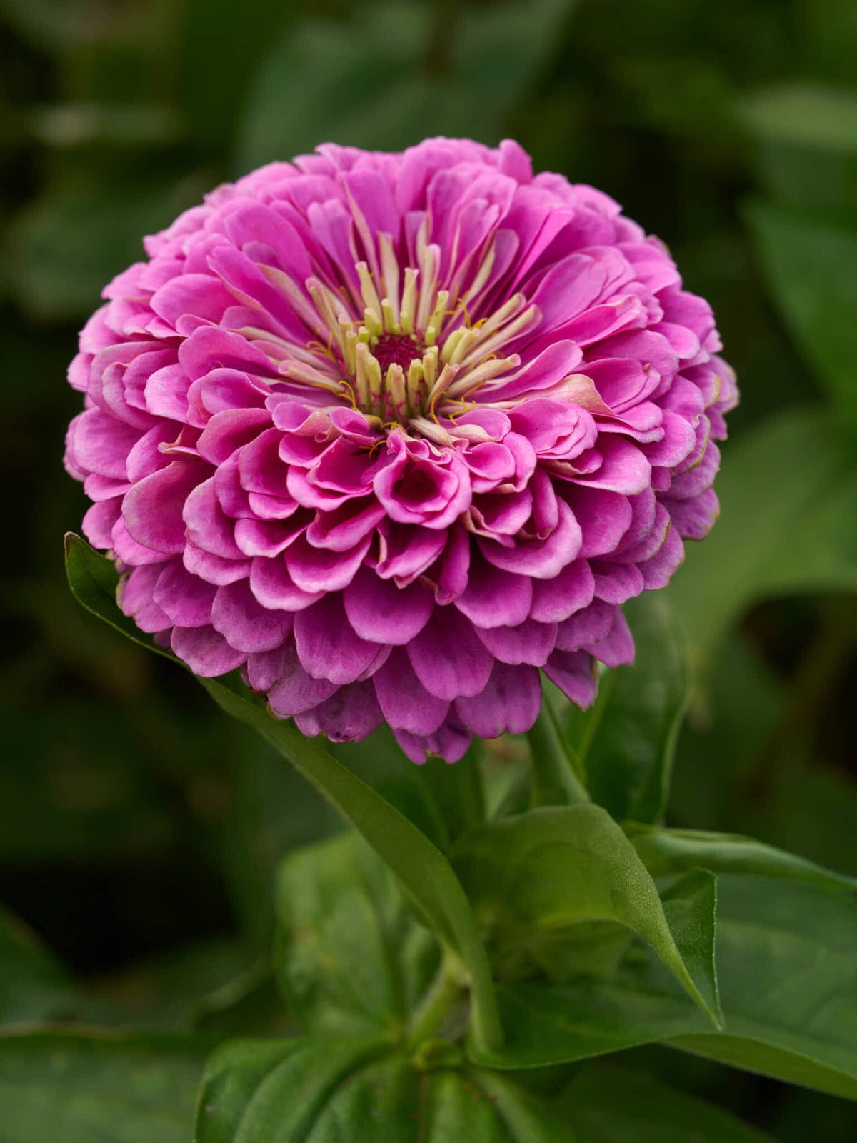 Frøkenhat 'Benary's Giant Lilac' Seed 