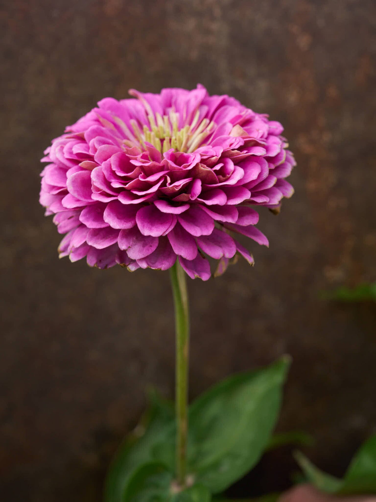Frøkenhat 'Benary's Giant Lilac' Seed 