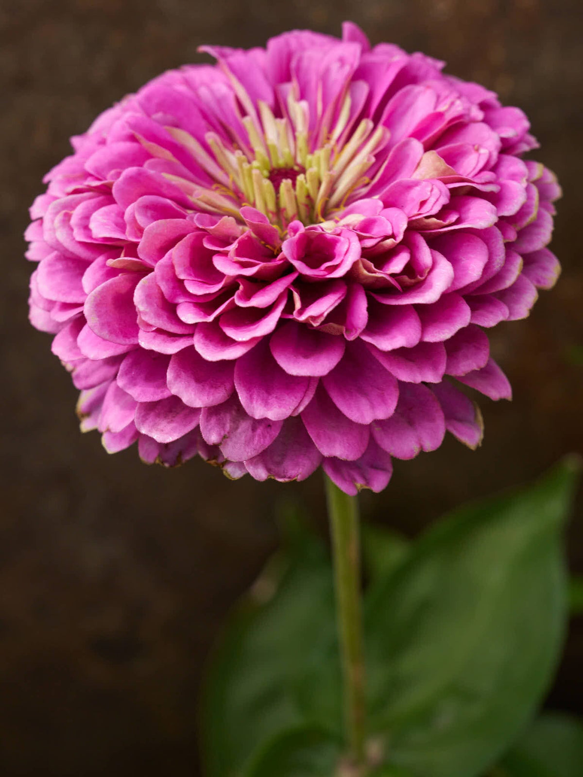 Frøkenhat 'Benary's Giant Lilac' Seed 