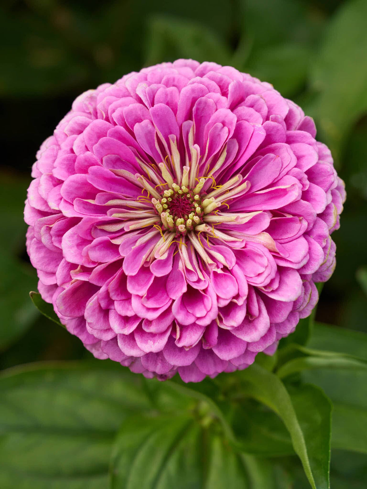 Frøkenhat 'Benary's Giant Lilac' Seed 