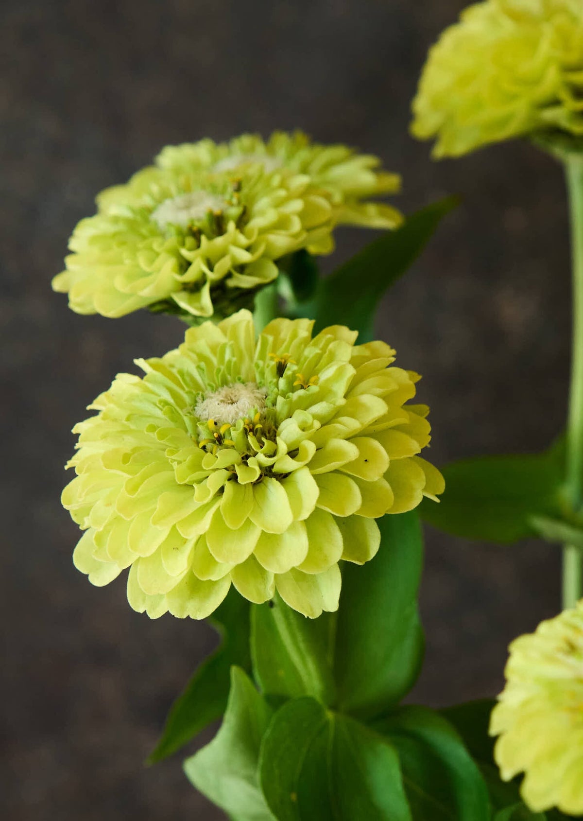 Frøkenhat 'Benary's Giant Lime' Seed 