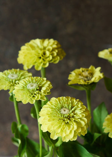 Frøkenhat 'Benary's Giant Lime' Seed 