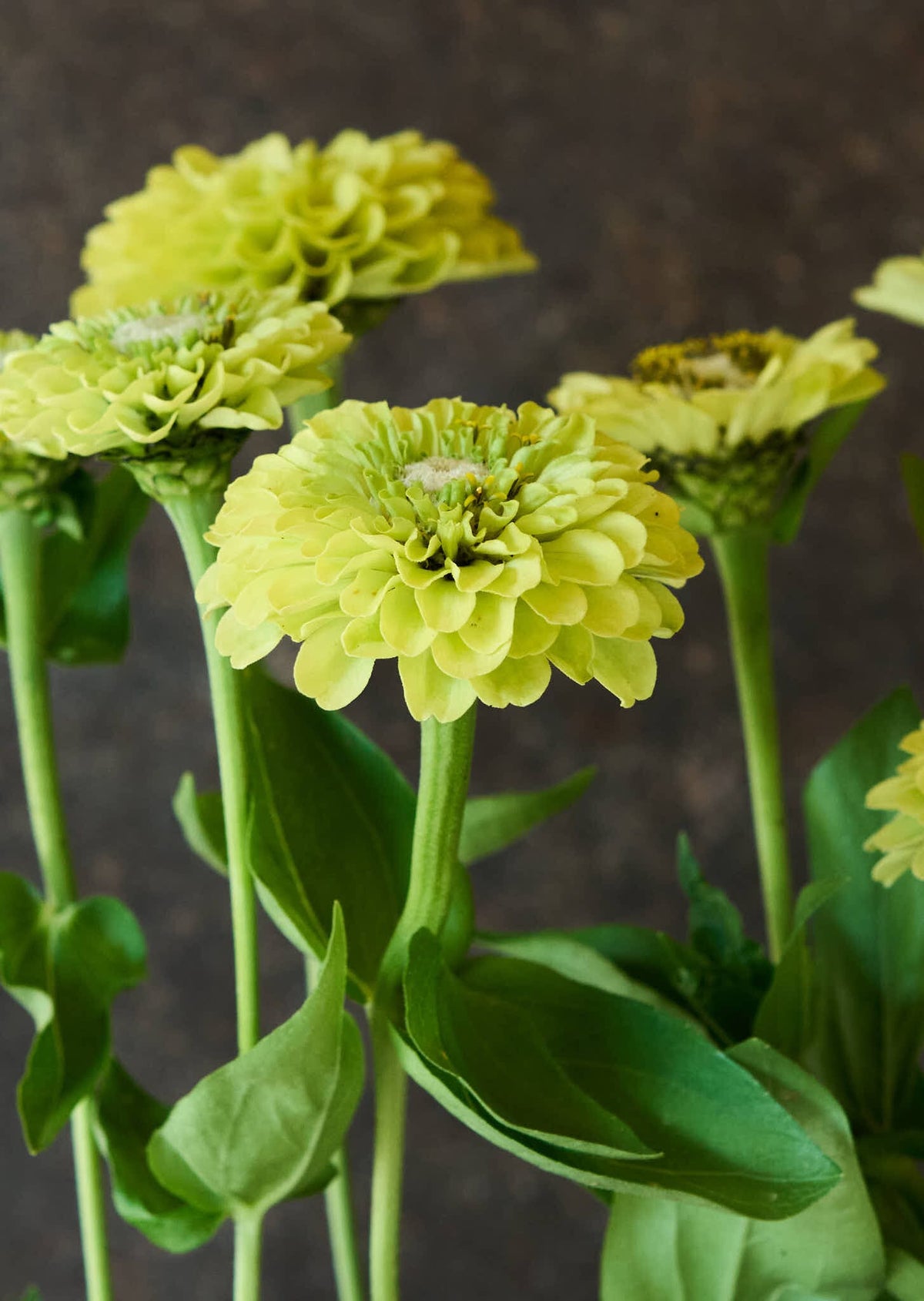 Frøkenhat 'Benary's Giant Lime' Seed 