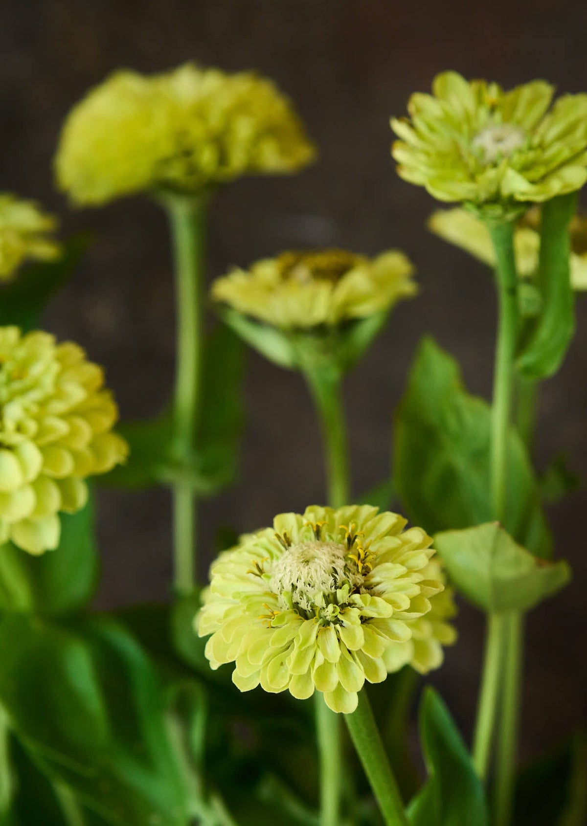 Frøkenhat 'Benary's Giant Lime' Seed 