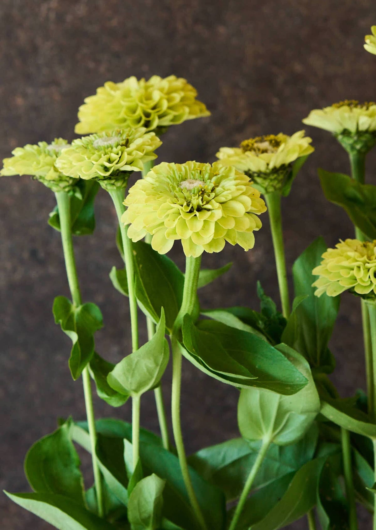 Frøkenhat 'Benary's Giant Lime' Seed 