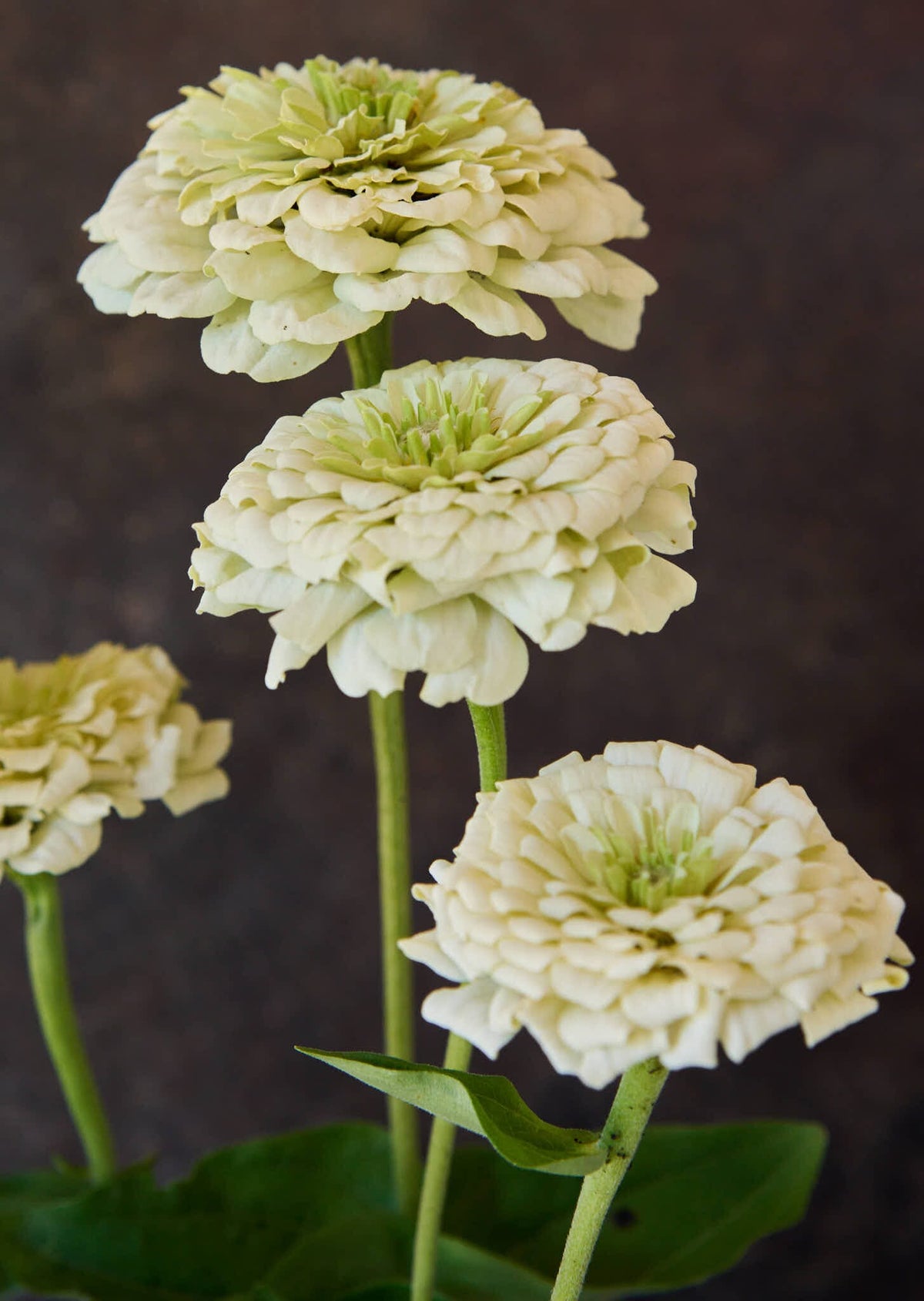 Frøkenhat 'Benary's Giant White' Seed 
