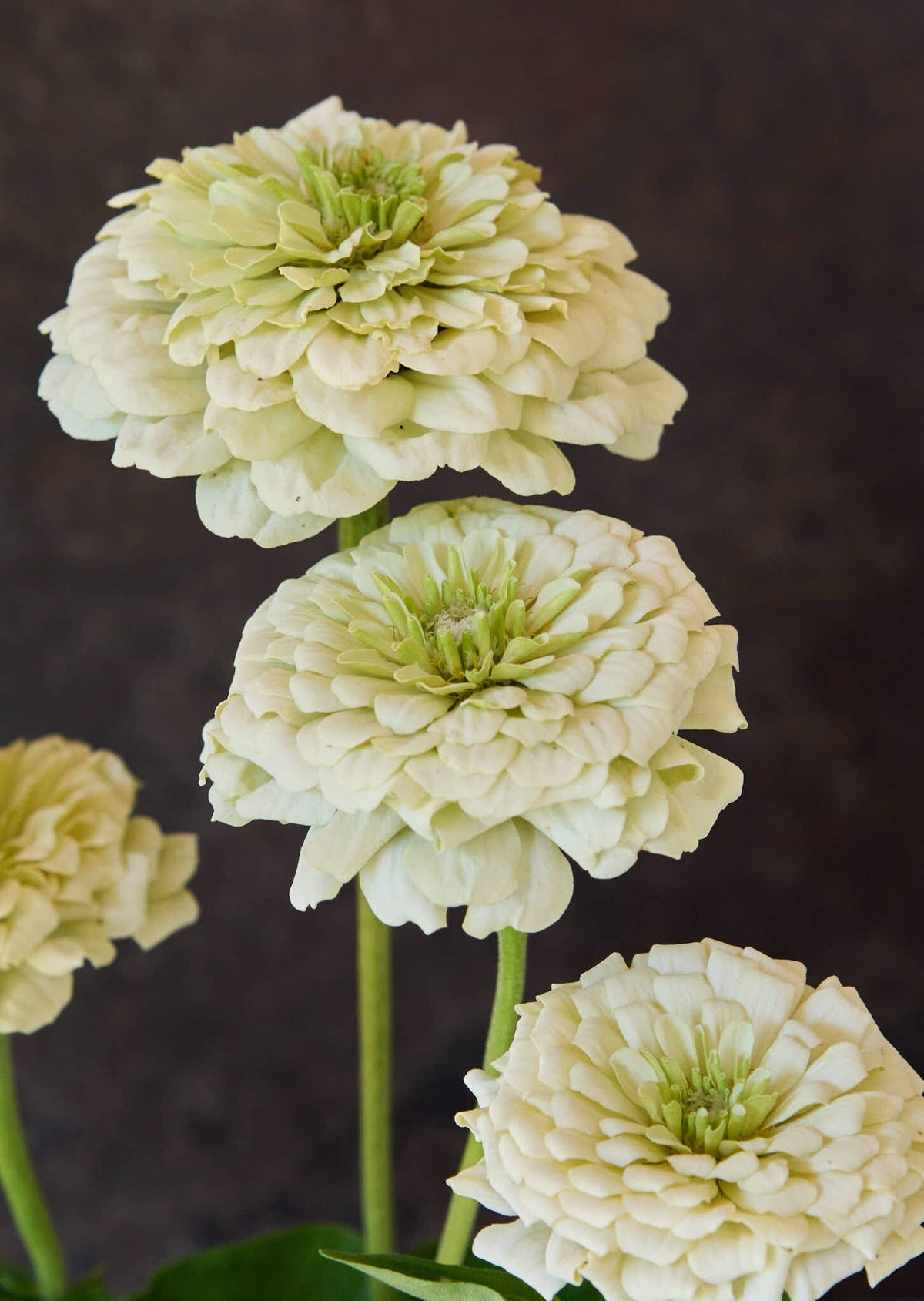 Frøkenhat 'Benary's Giant White' Seed 