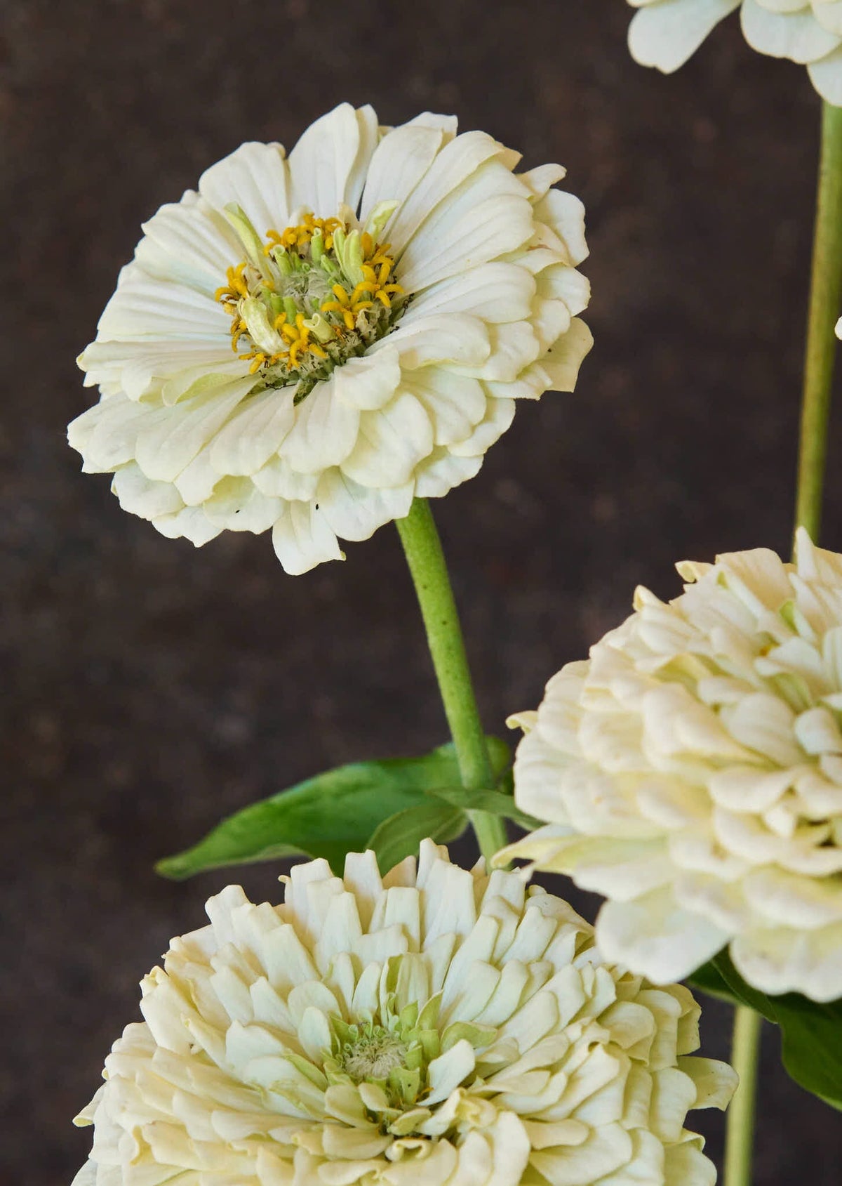 Frøkenhat 'Benary's Giant White' Seed 
