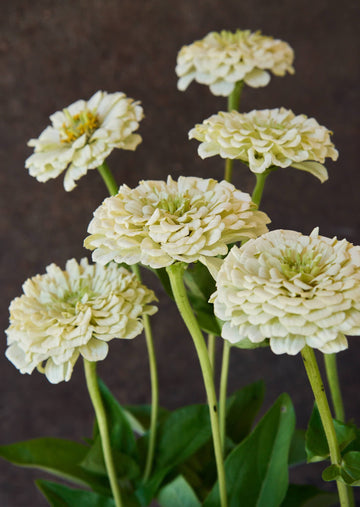 Frøkenhat 'Benary's Giant White' Seed 
