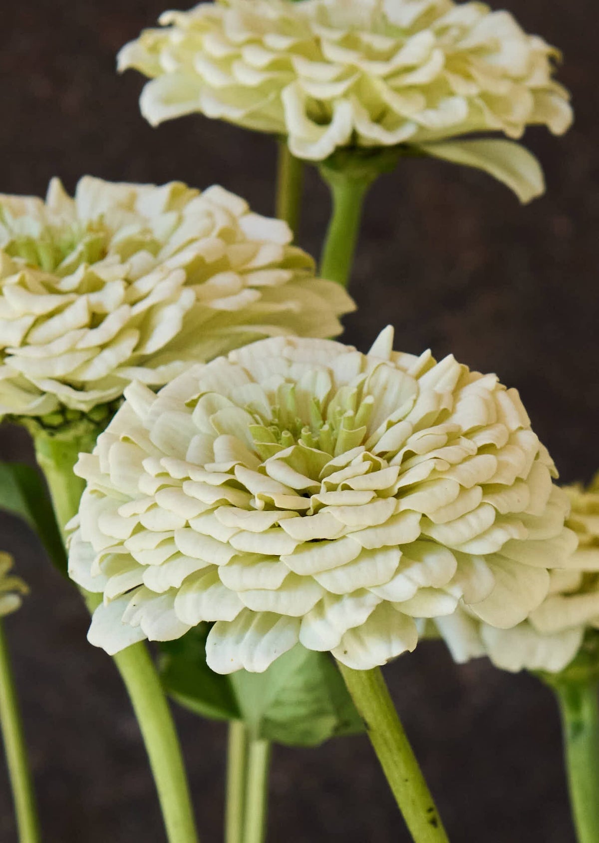 Frøkenhat 'Benary's Giant White' Seed 
