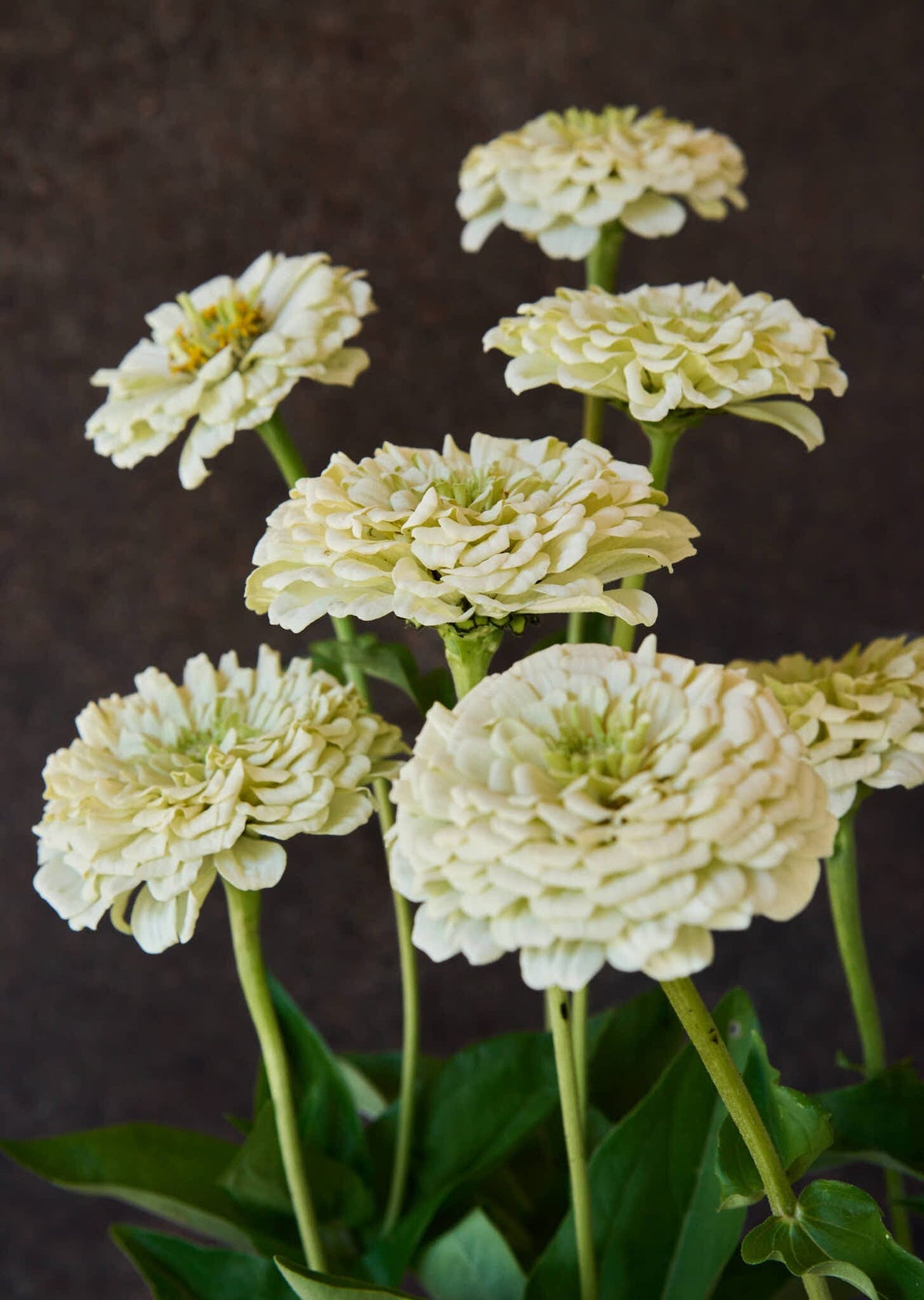 Frøkenhat 'Benary's Giant White' Seed 