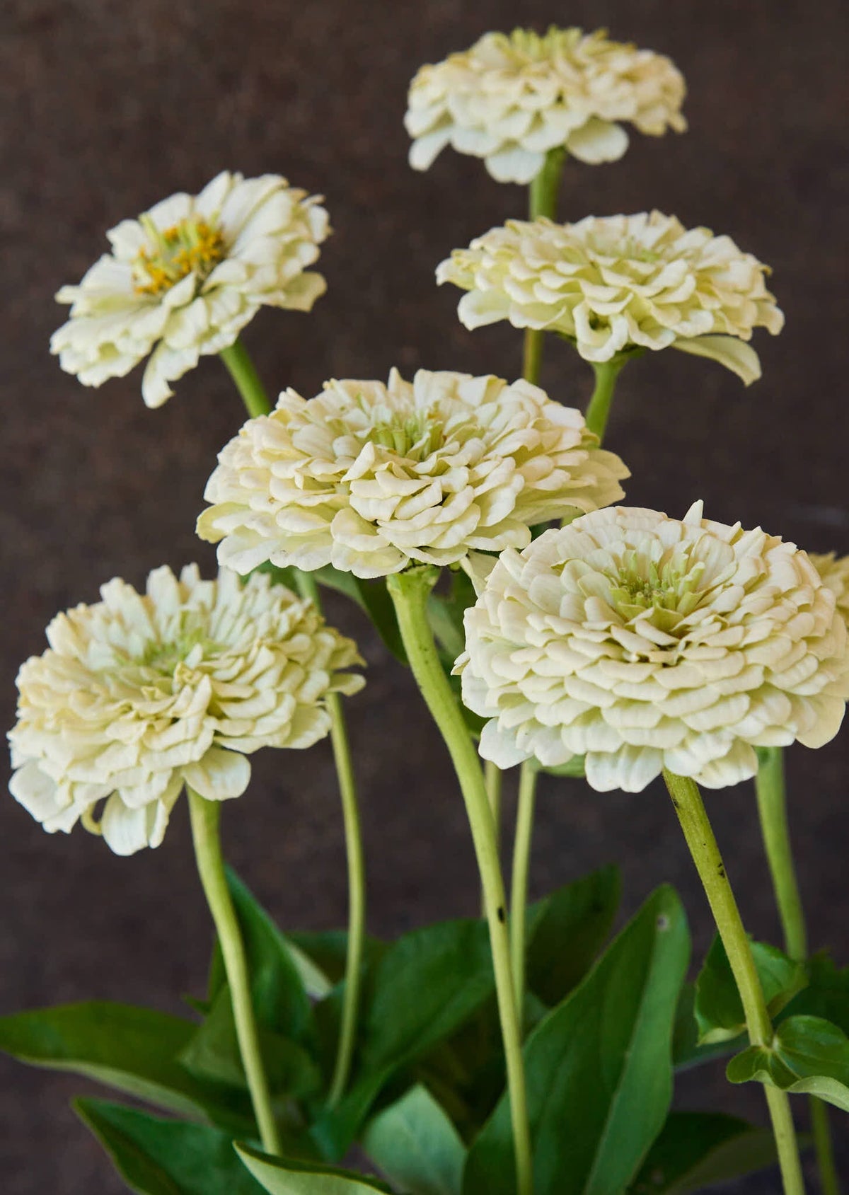 Frøkenhat 'Benary's Giant White' Seed 