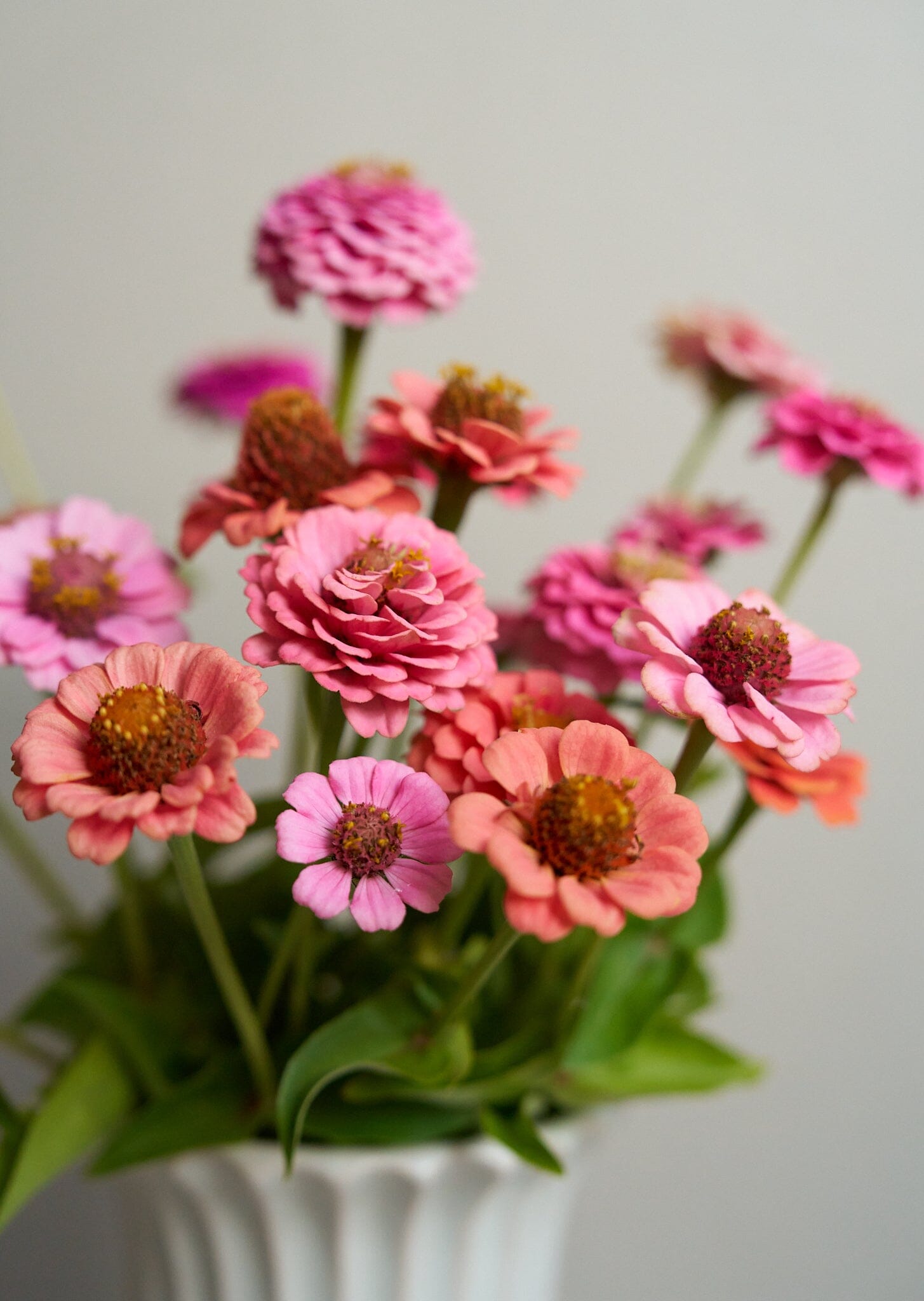 Frøkenhat 'Berries’ ’ lilliput pink gem og lilliput salmon gem ((econ seeds) Seed 