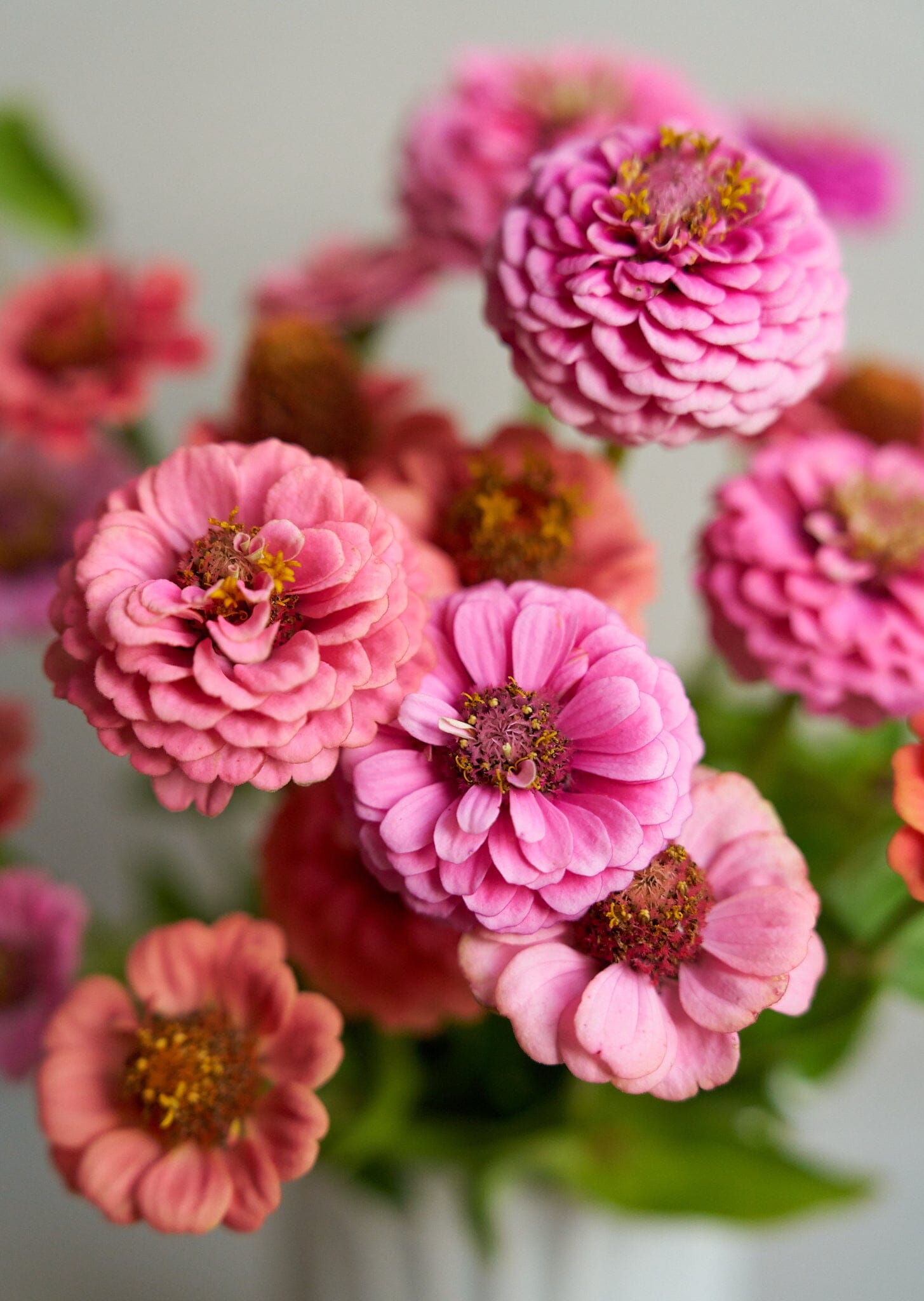 Frøkenhat 'Berries’ ’ lilliput pink gem og lilliput salmon gem ((econ seeds) Seed 