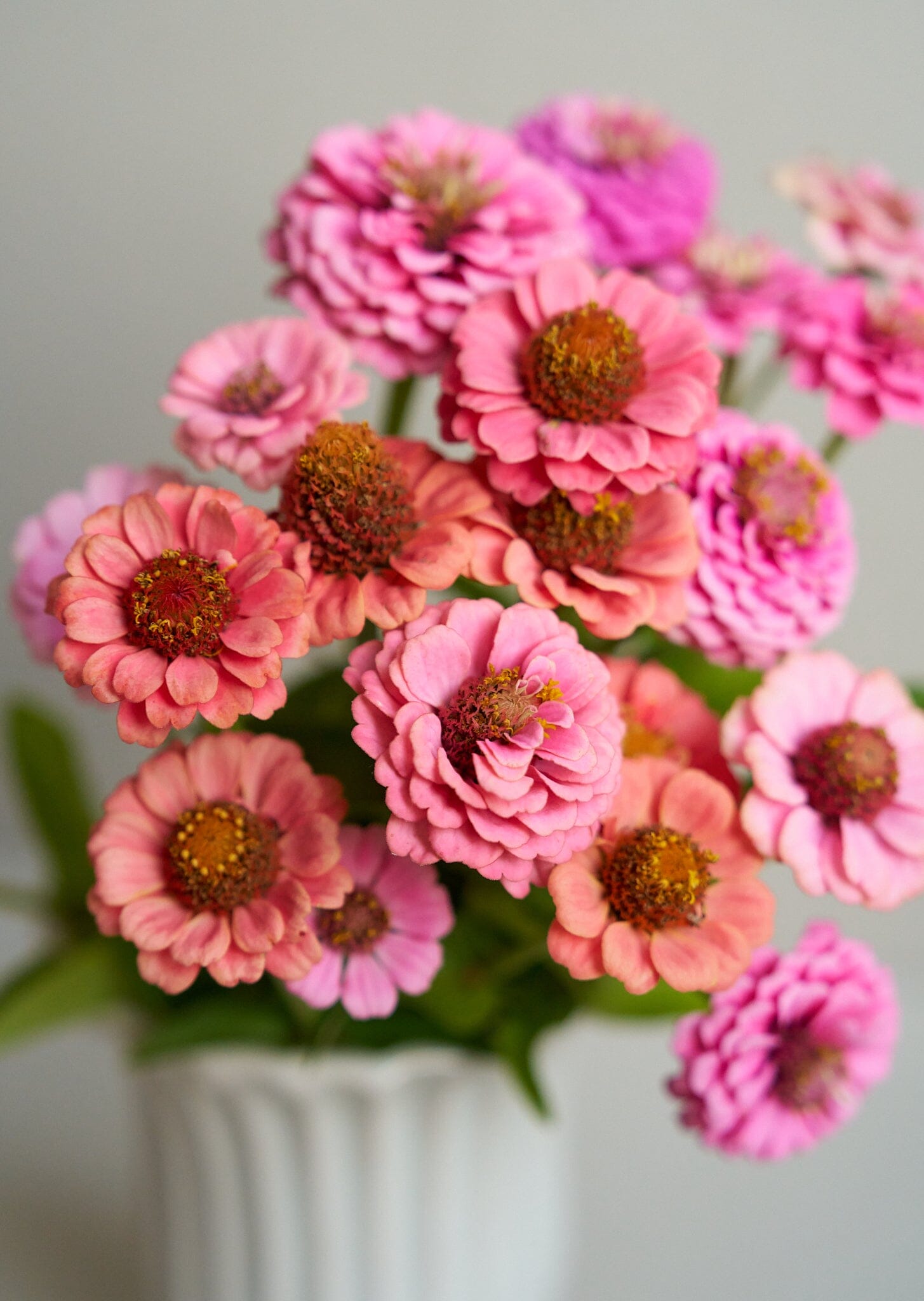 Frøkenhat 'Berries’ ’ lilliput pink gem og lilliput salmon gem ((econ seeds) Seed 