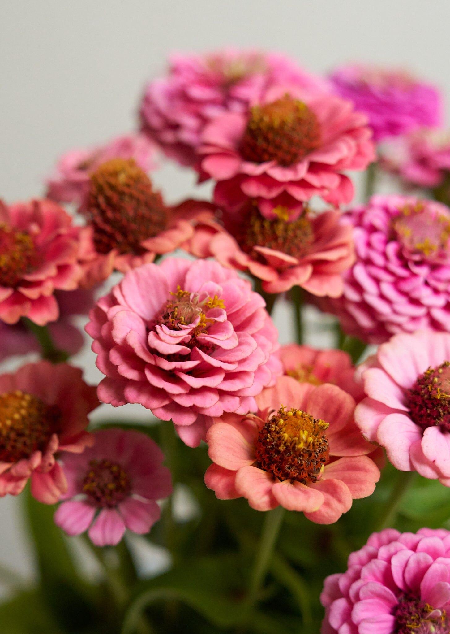 Frøkenhat 'Berries’ ’ lilliput pink gem og lilliput salmon gem ((econ seeds) Seed 