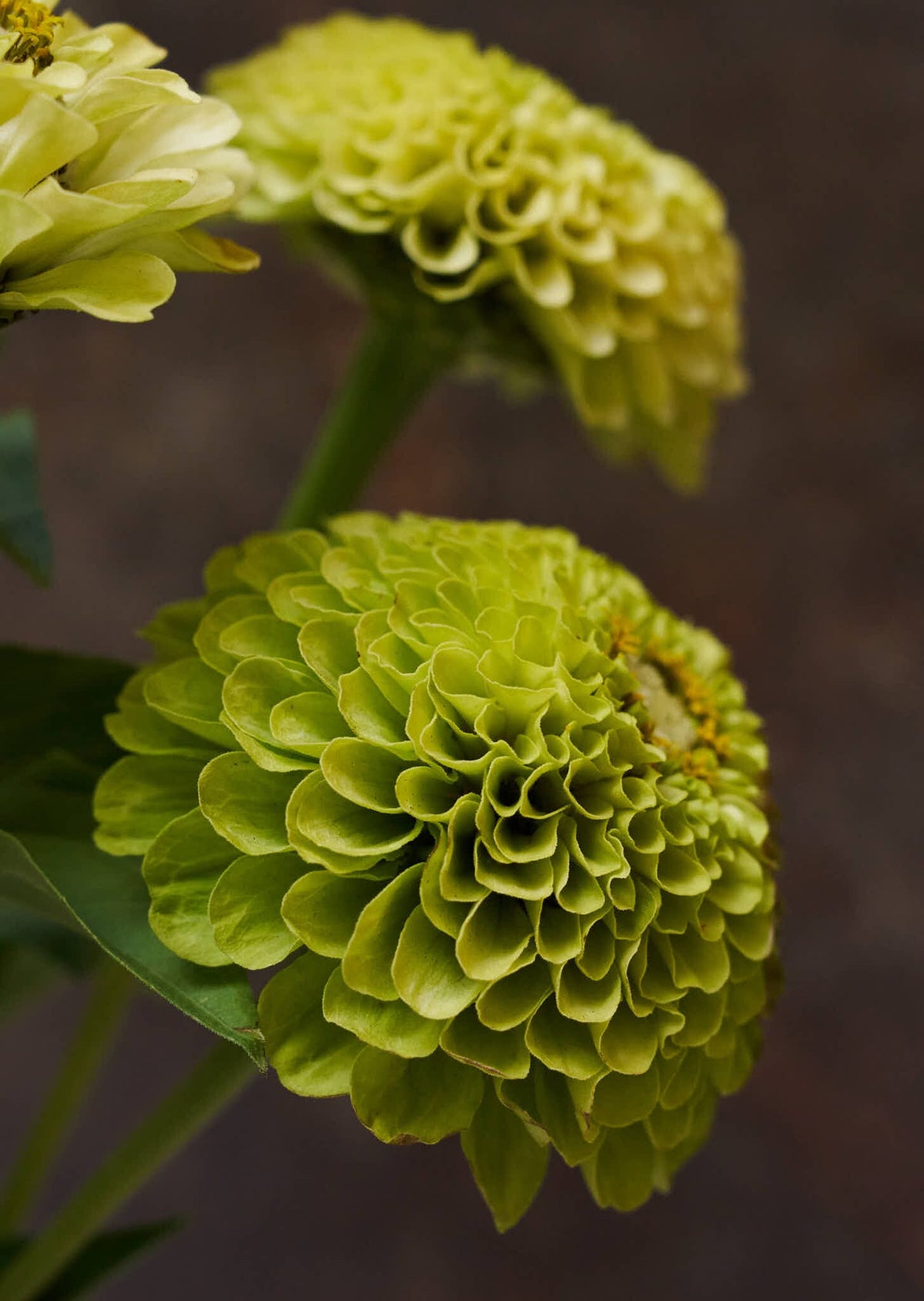 Frøkenhat 'Envy' Seed 