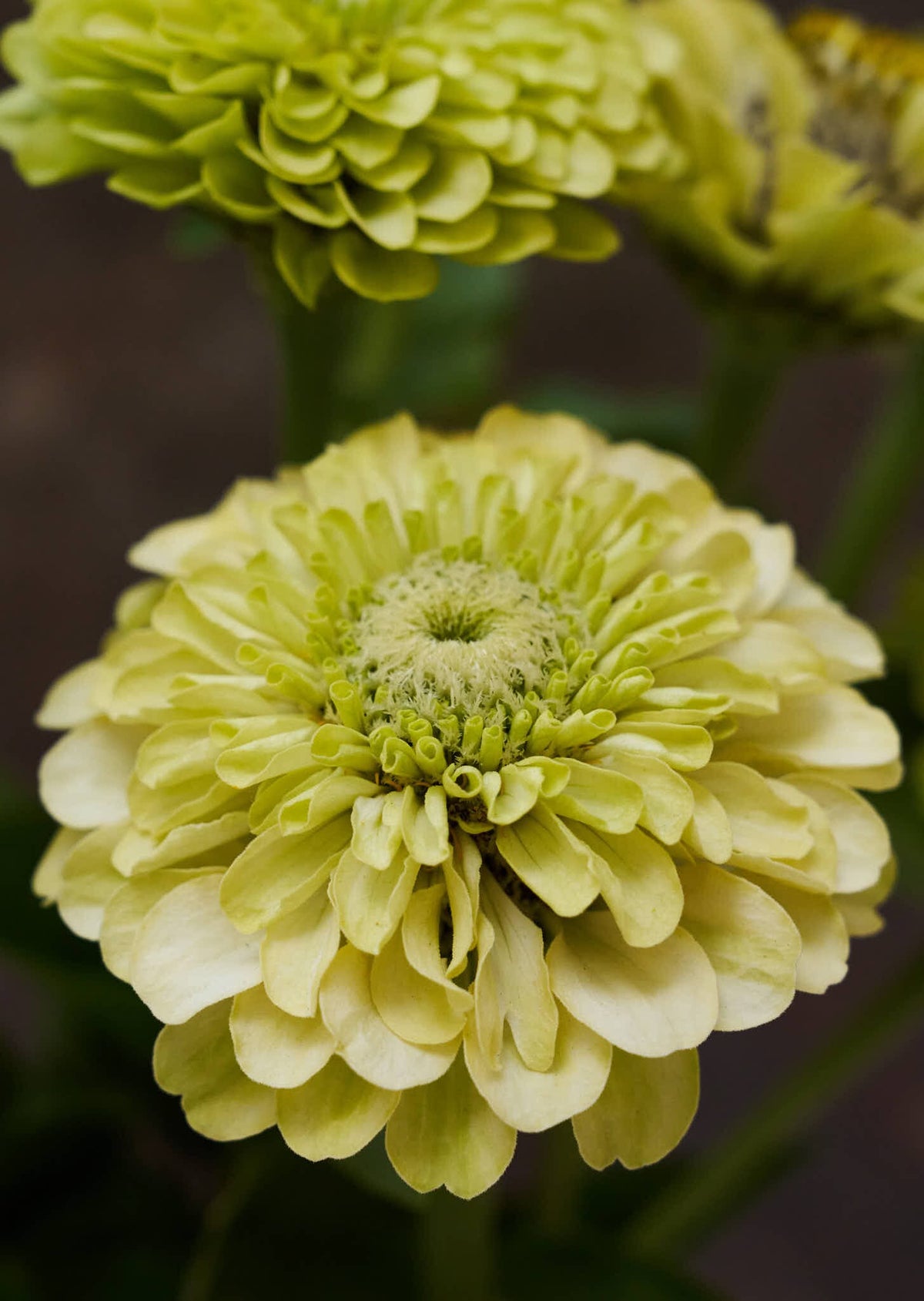 Frøkenhat 'Envy' Seed 