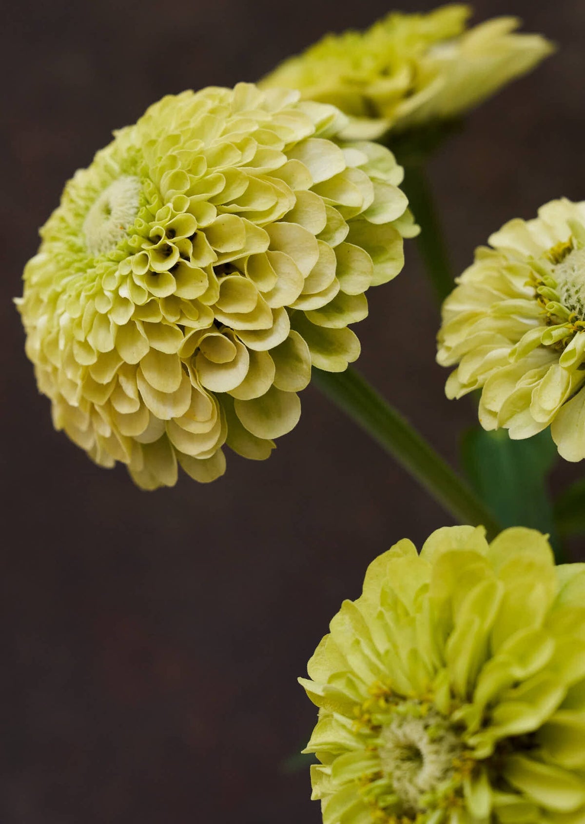 Frøkenhat 'Envy' Seed 