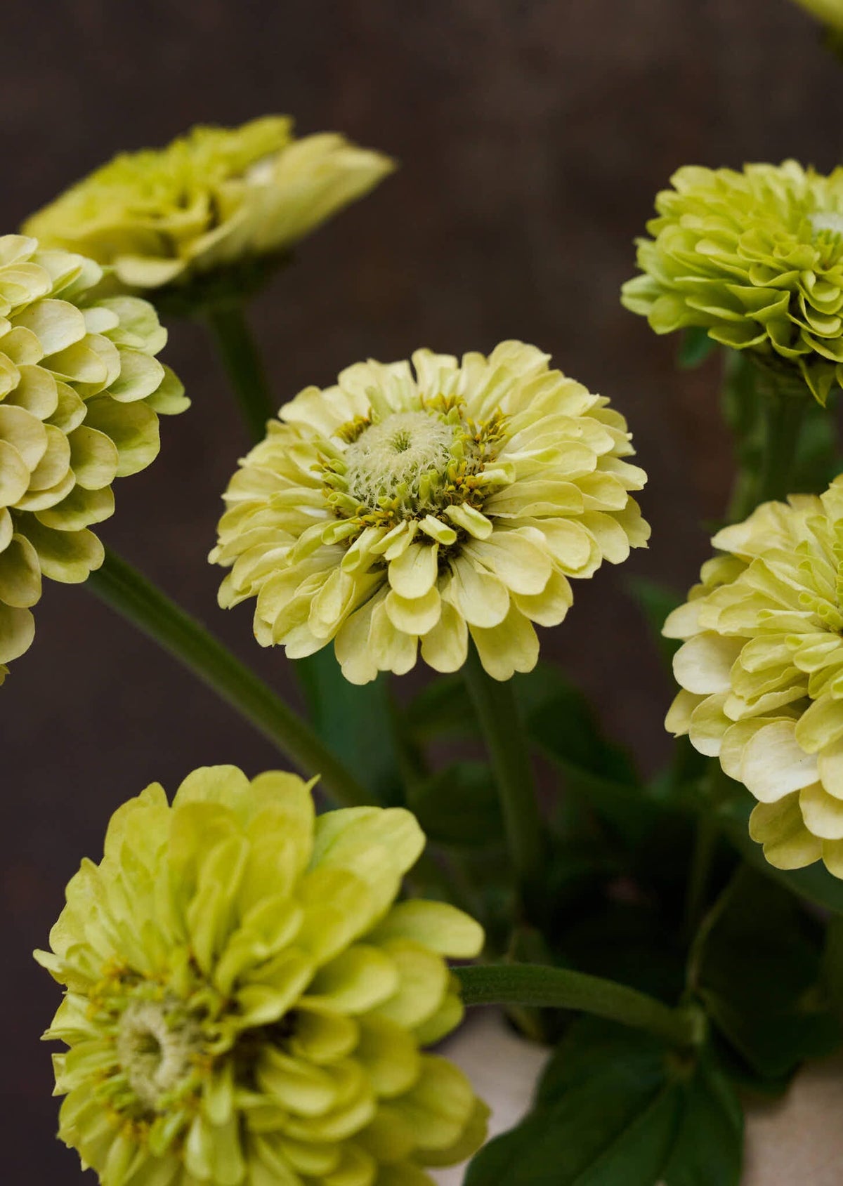 Frøkenhat 'Envy' Seed 