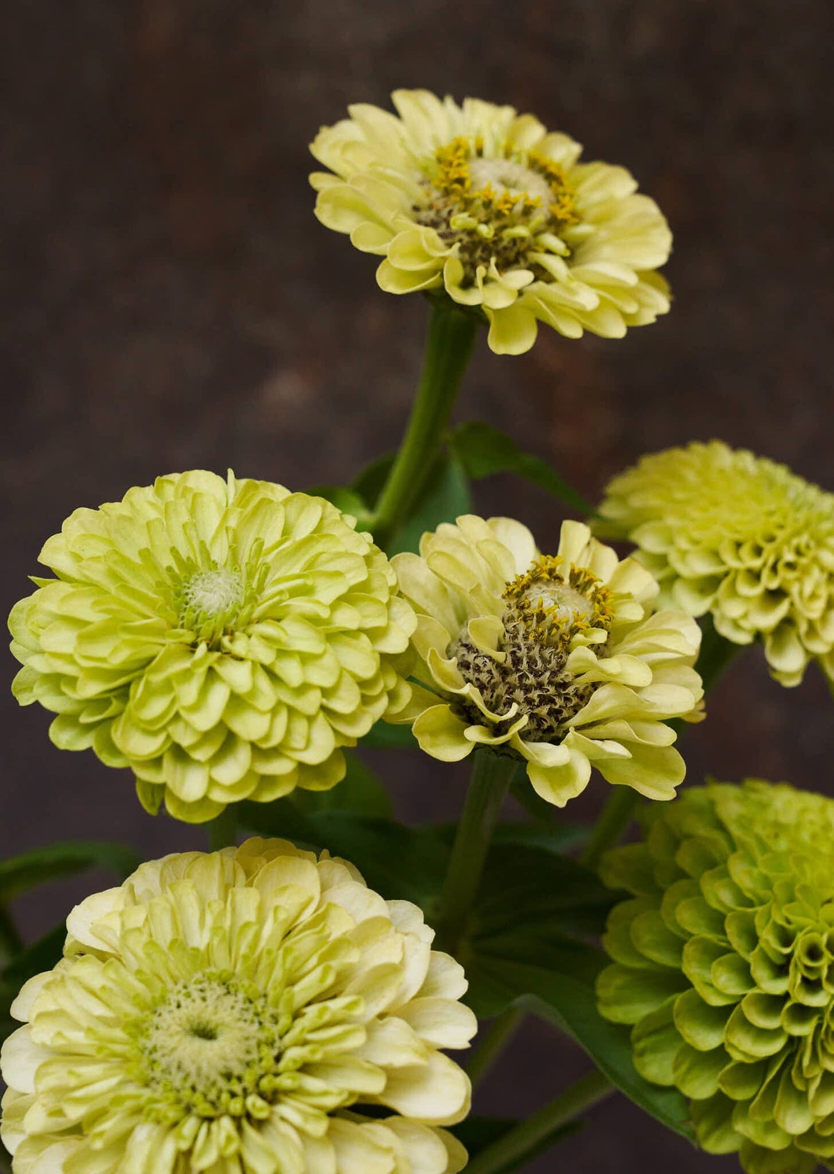 Frøkenhat 'Envy' Seed 