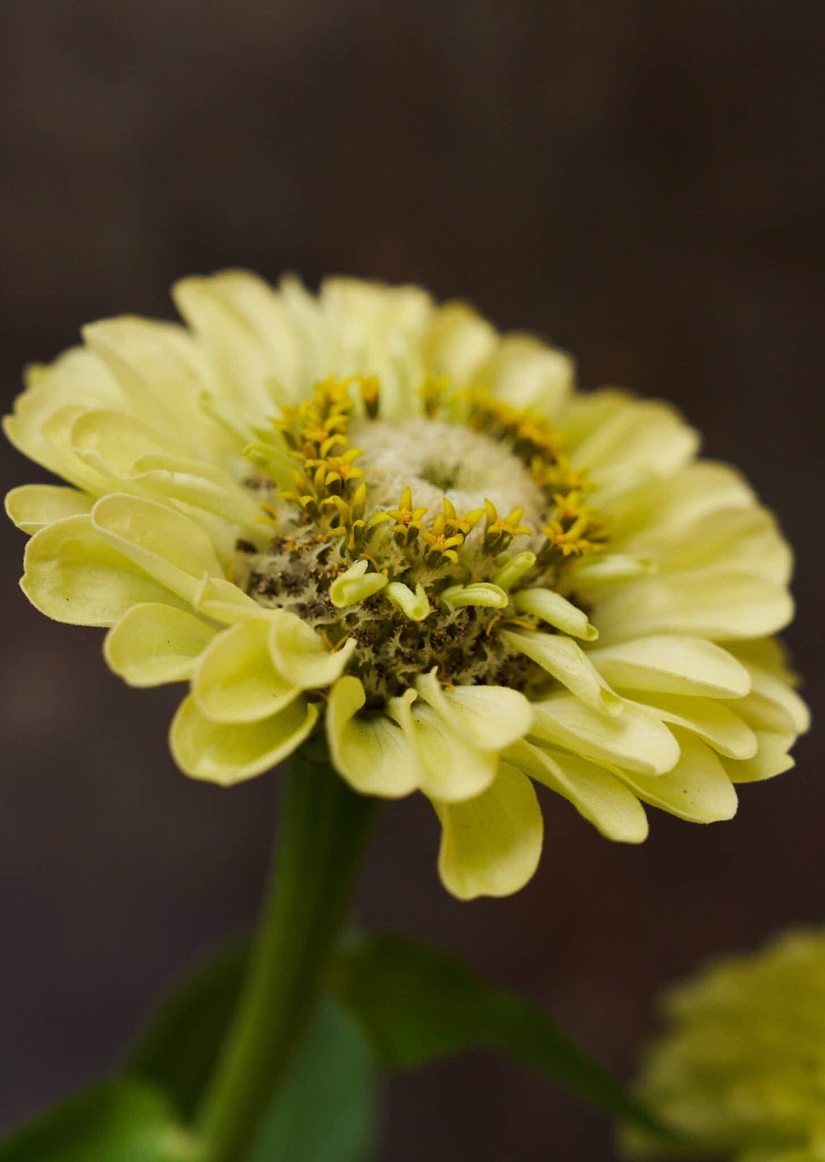 Frøkenhat 'Envy' Seed 