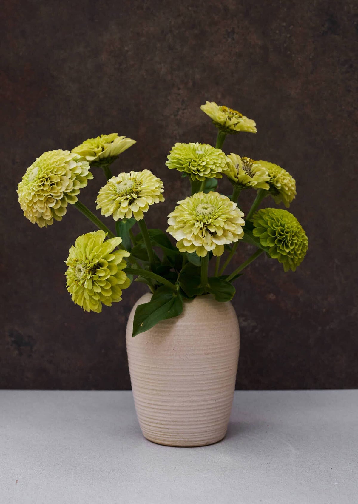 Frøkenhat 'Envy' Seed 