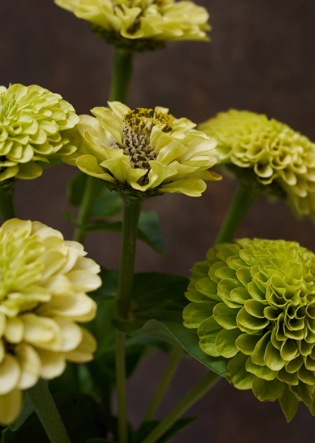 Frøkenhat 'Envy' Seed 
