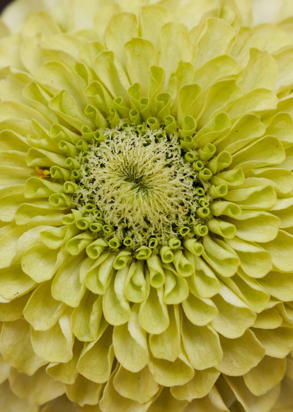 Frøkenhat 'Envy' Seed 