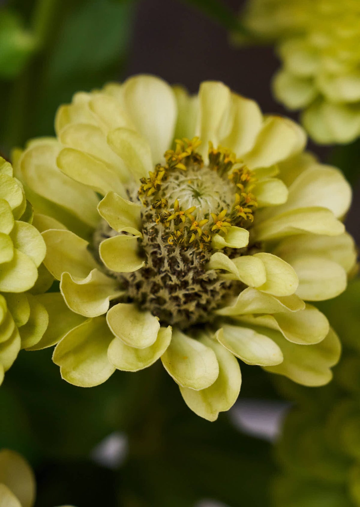 Frøkenhat 'Envy' Seed 